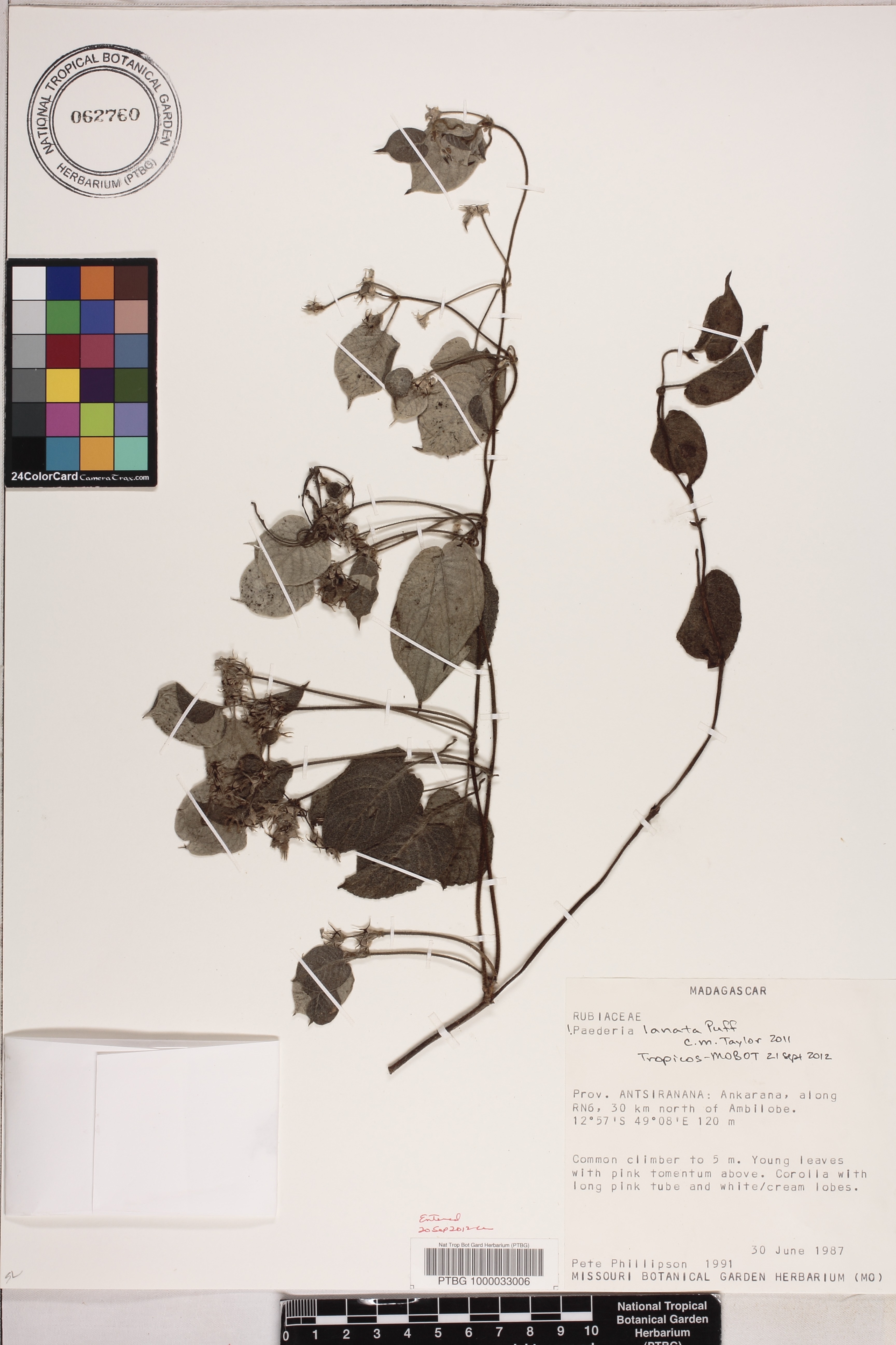 Paederia lanata image