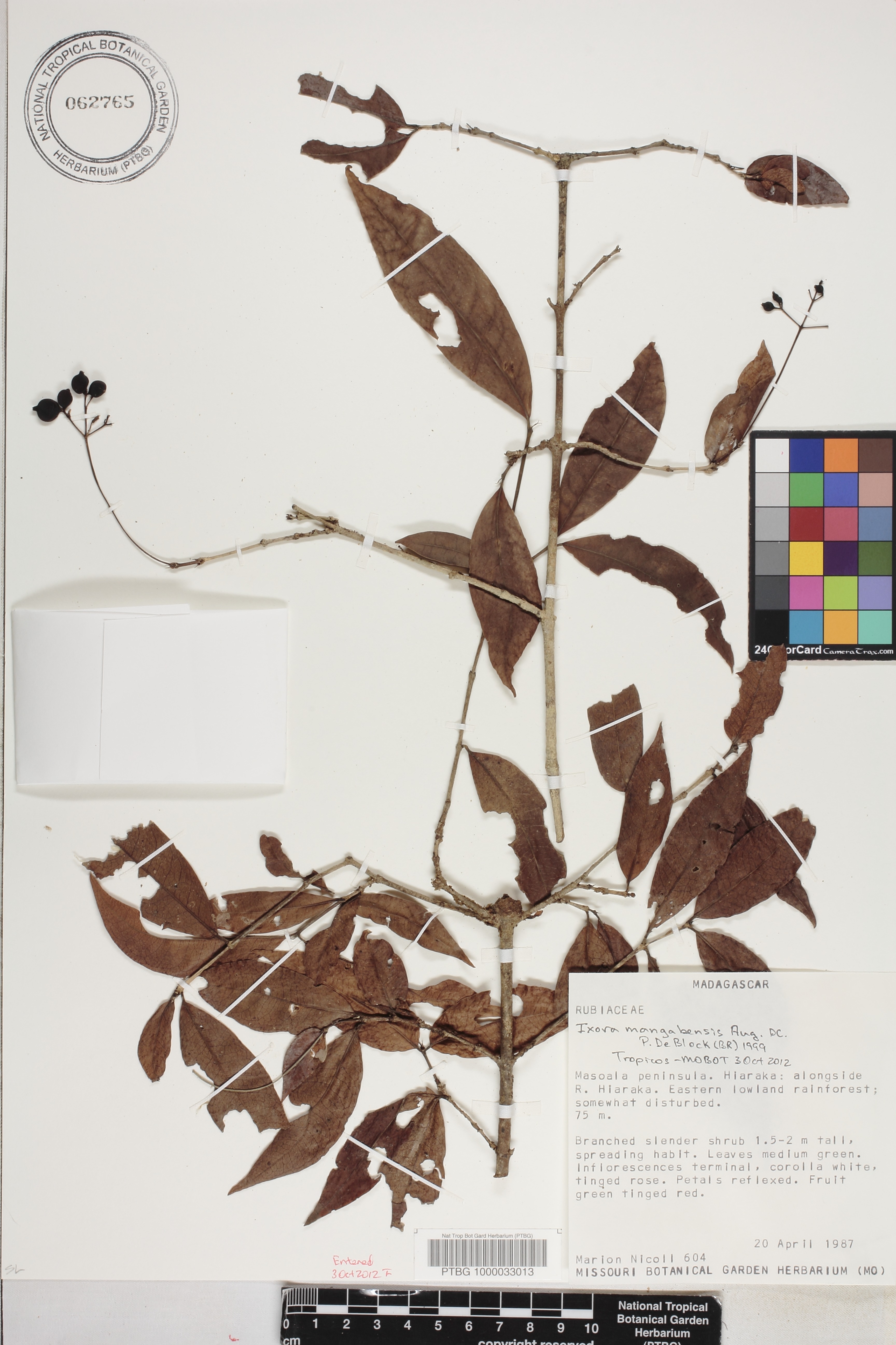 Ixora mangabensis image