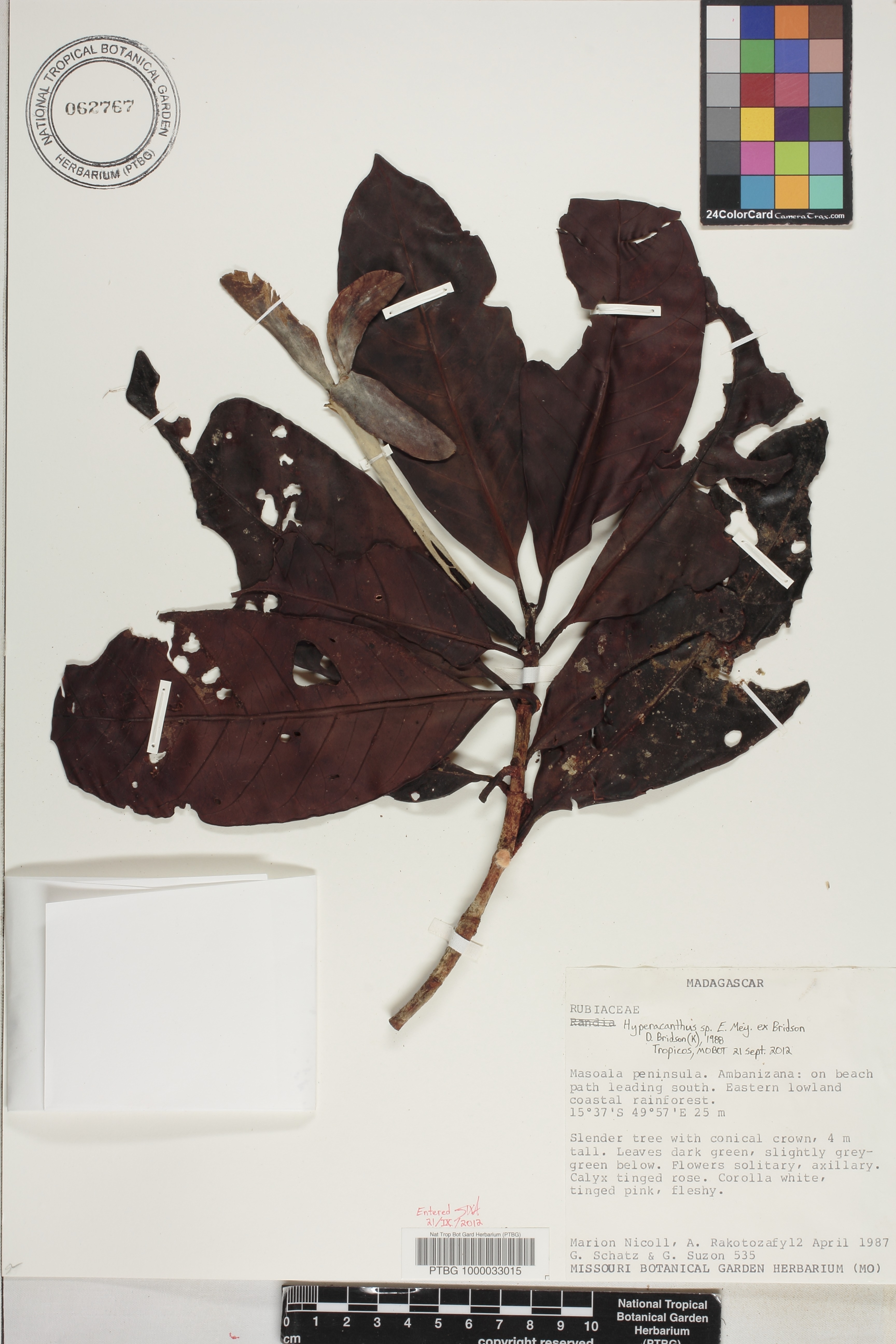 Hyperacanthus image