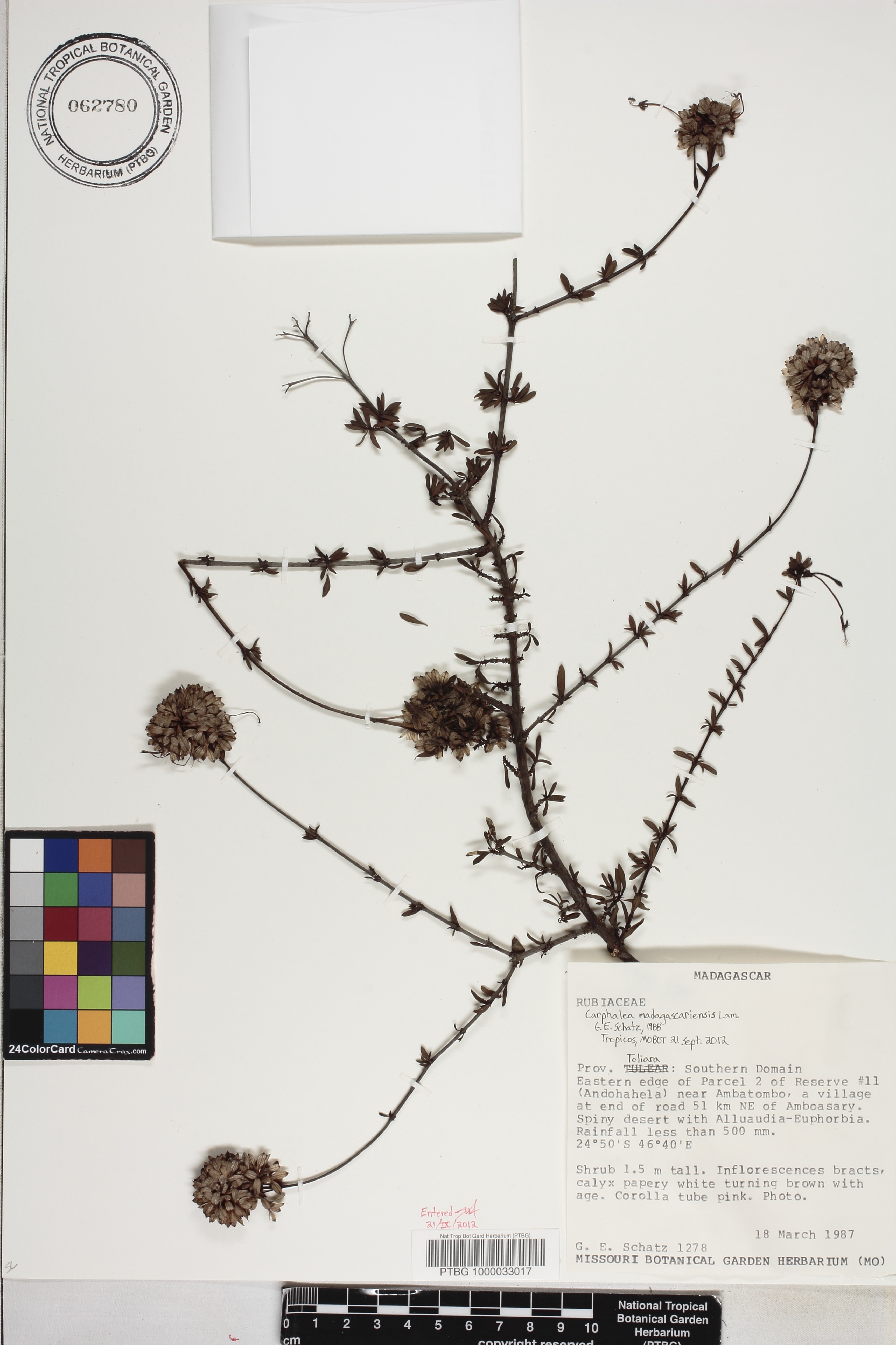 Carphalea madagascariensis image