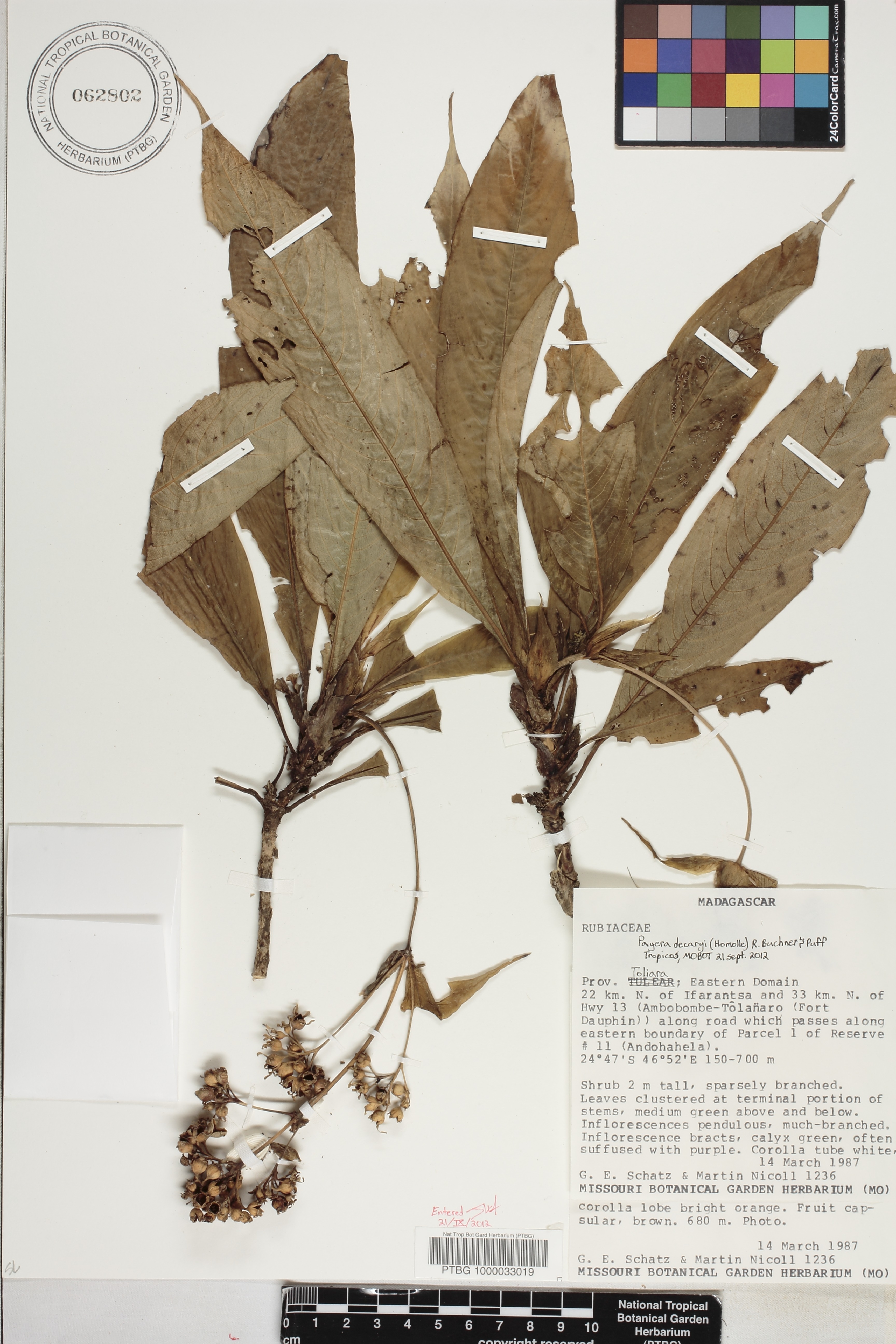 Payera decaryi image