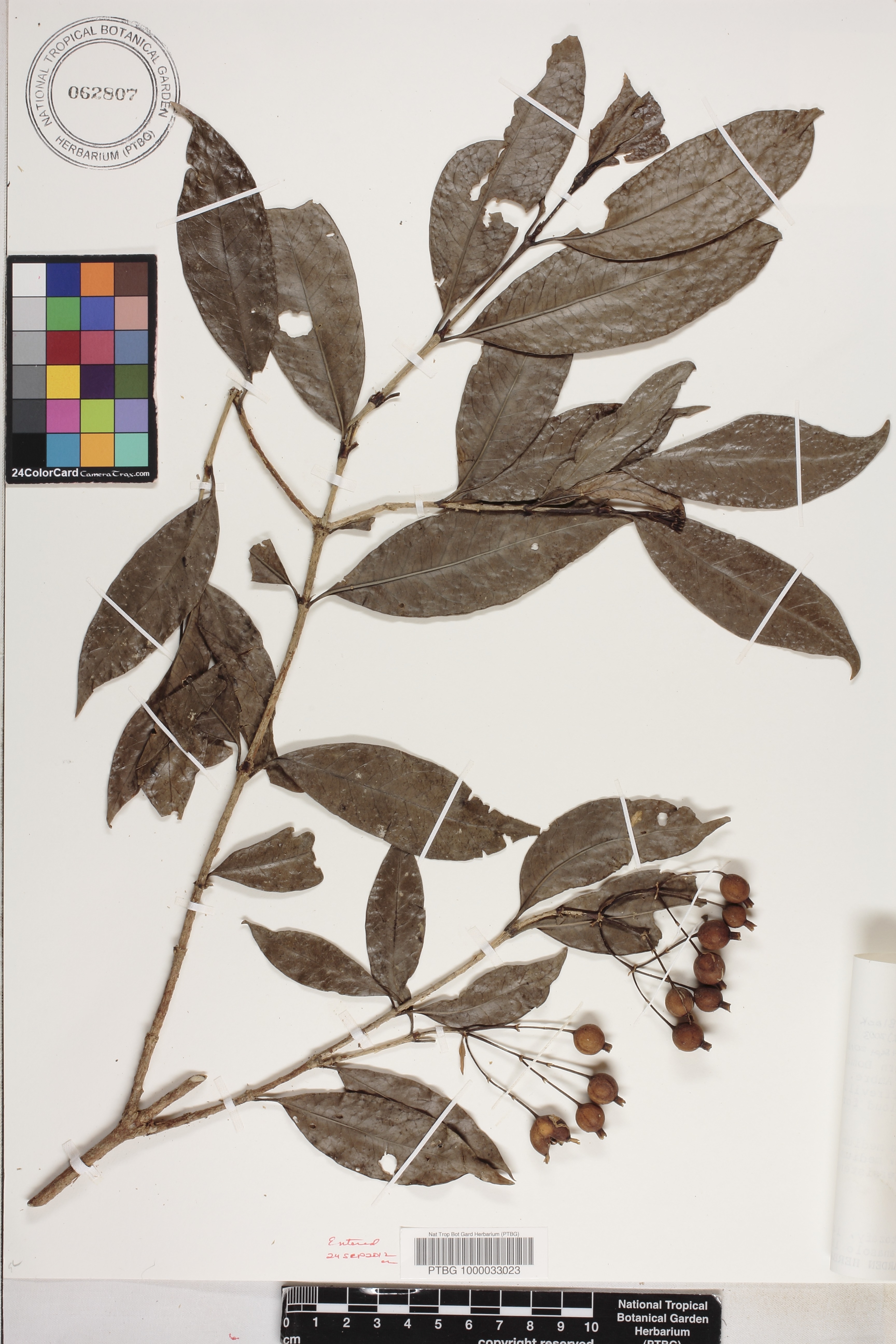 Tarenna capuroniana image