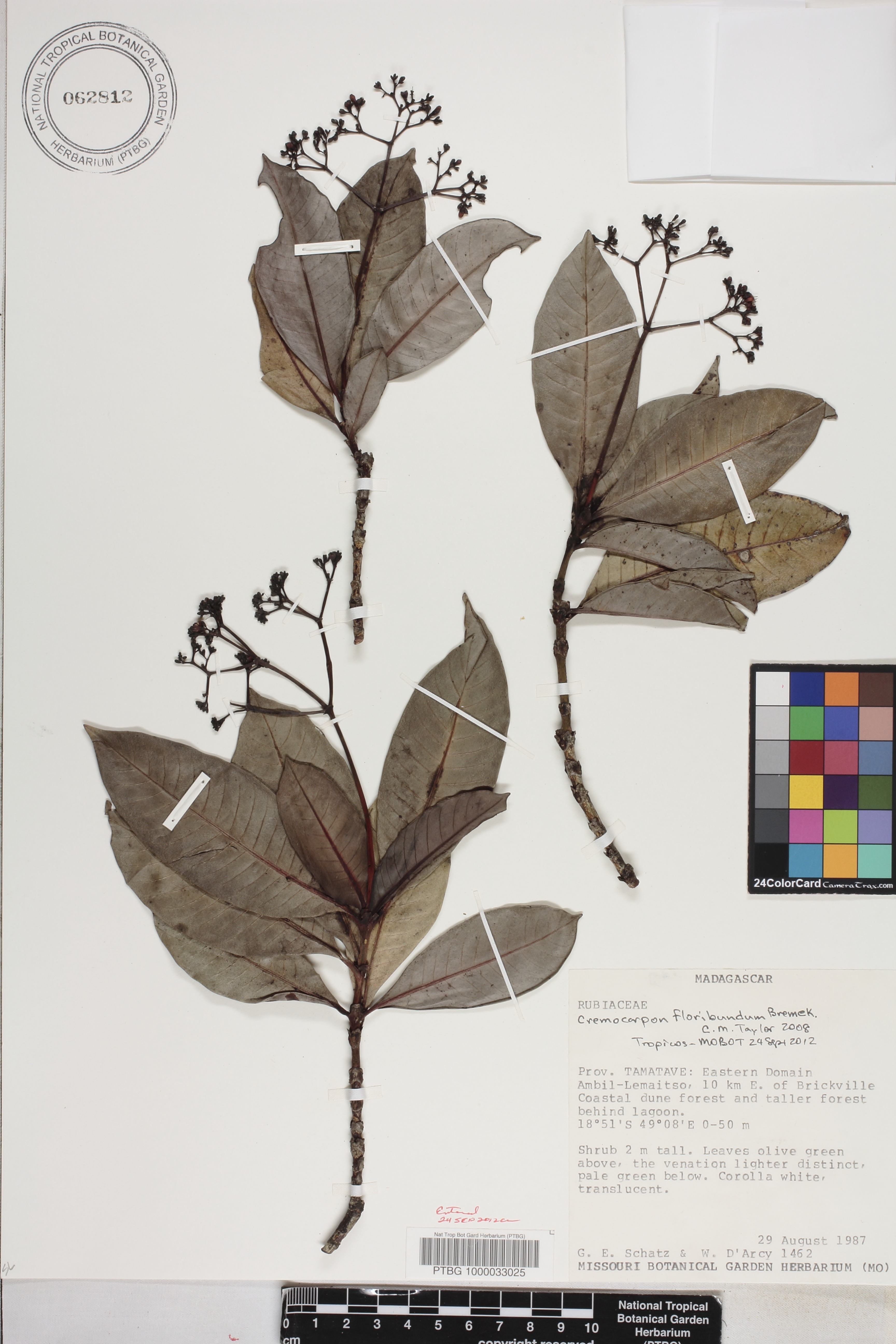 Psychotria papanga image