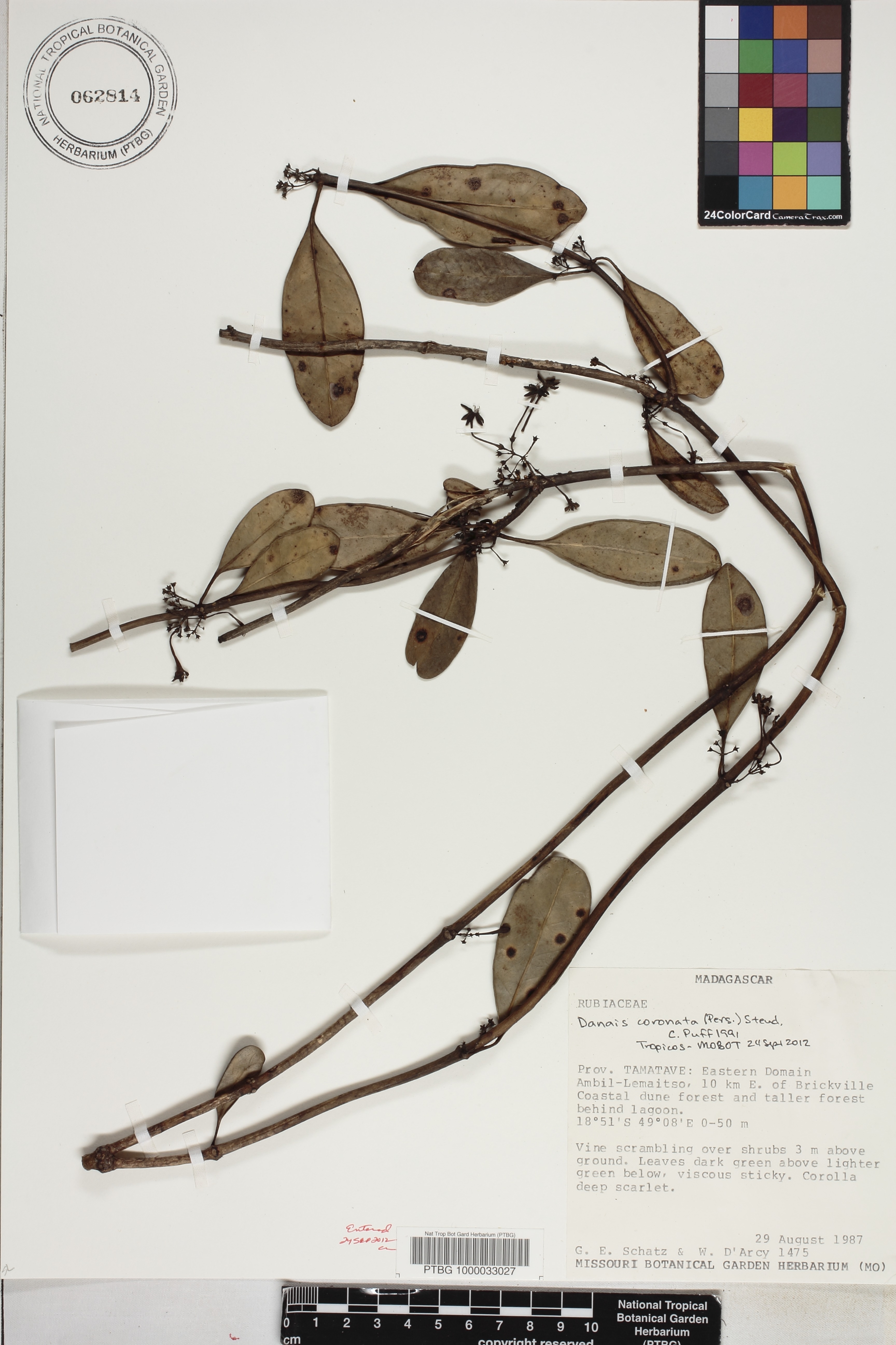 Danais coronata image