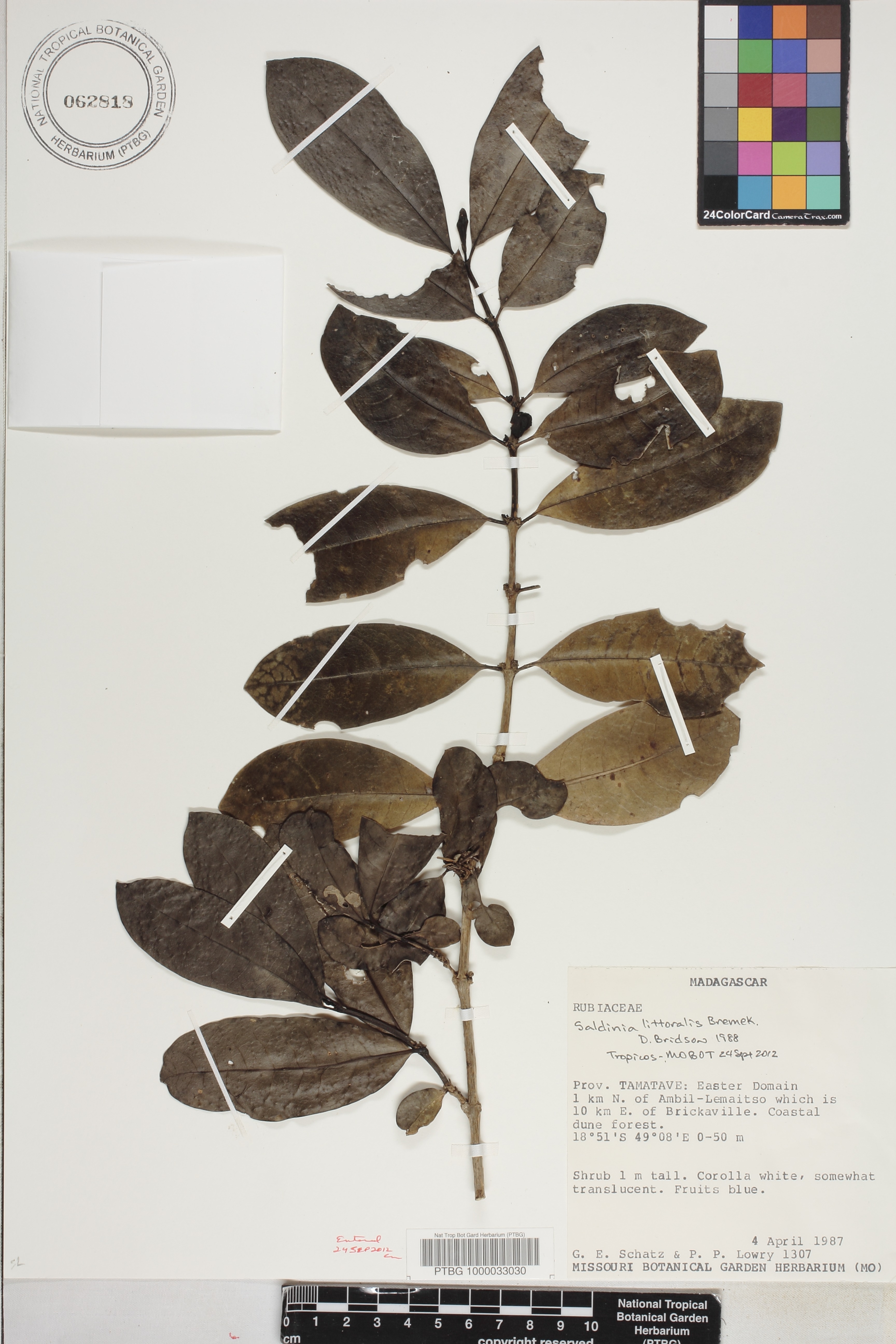 Saldinia littoralis image