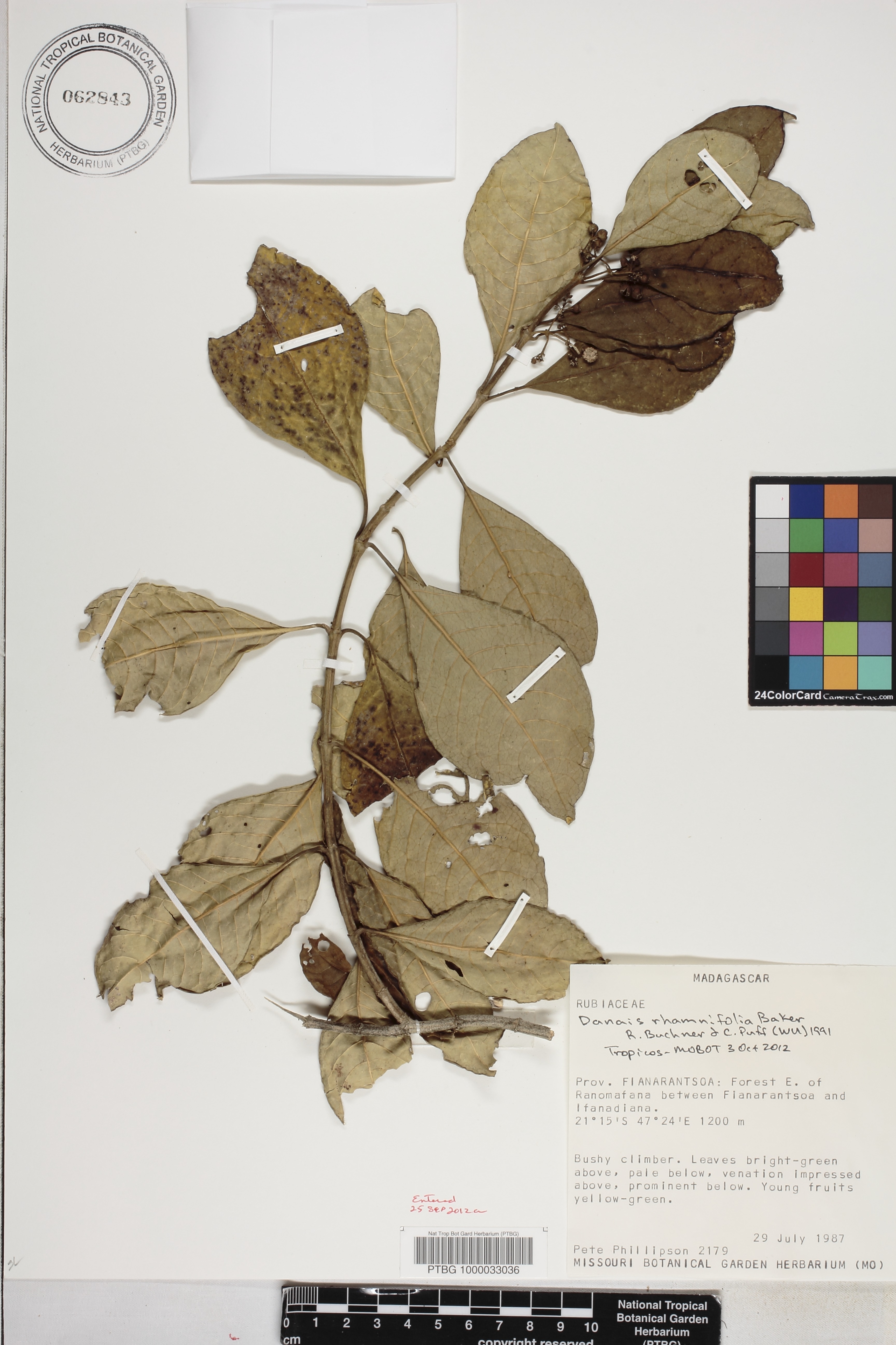 Danais rhamnifolia image