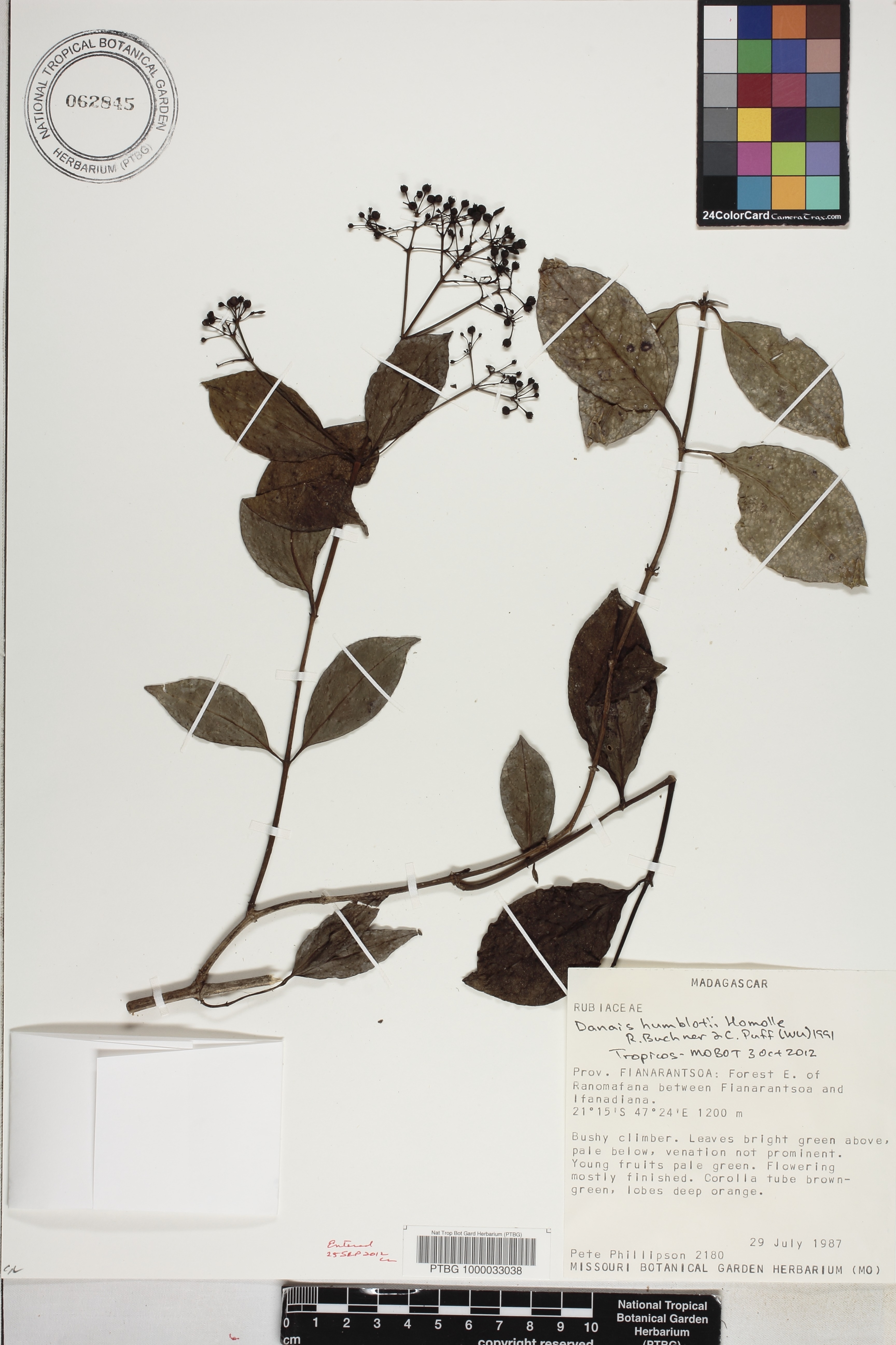 Danais humblotii image