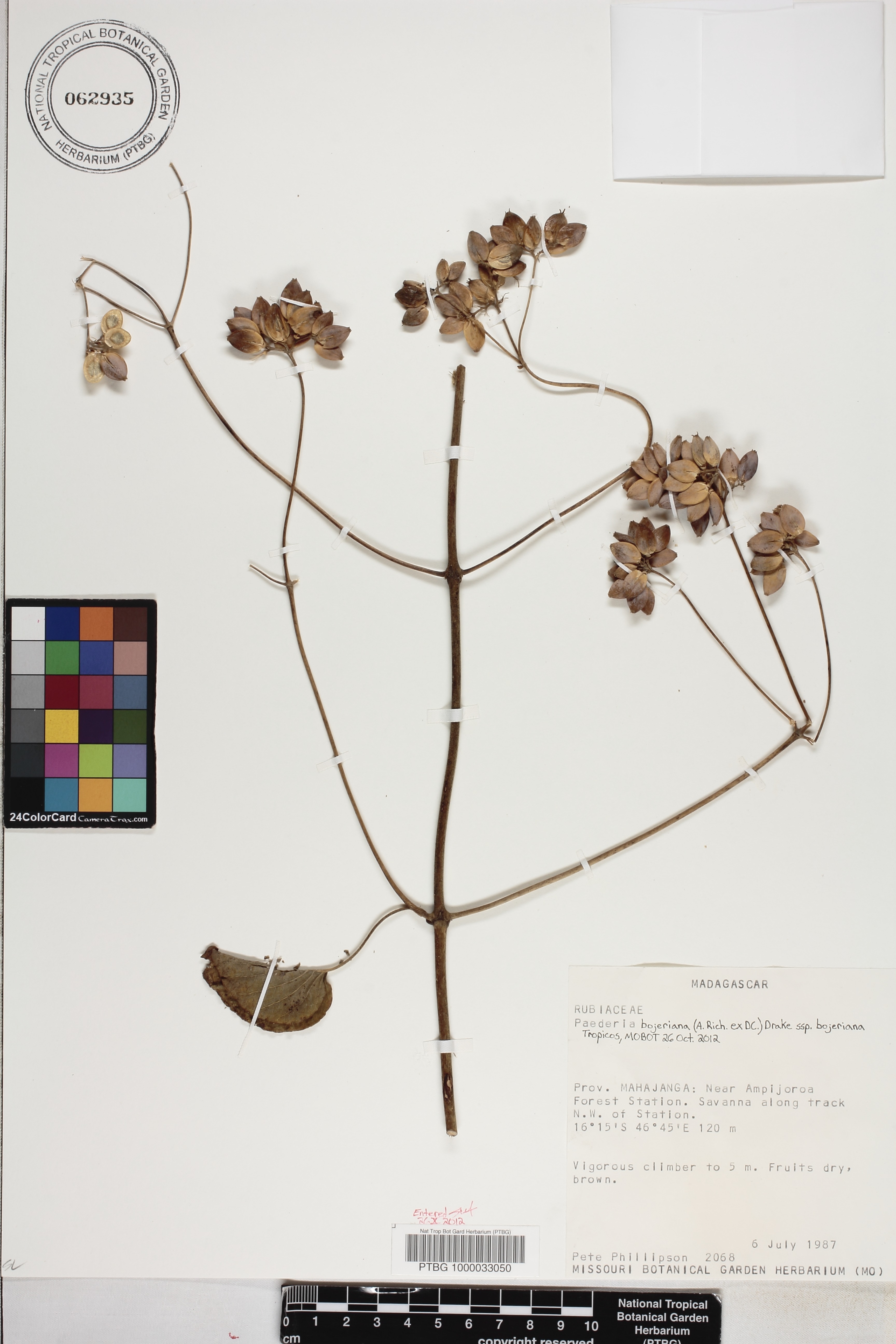 Paederia bojeriana subsp. bojeriana image