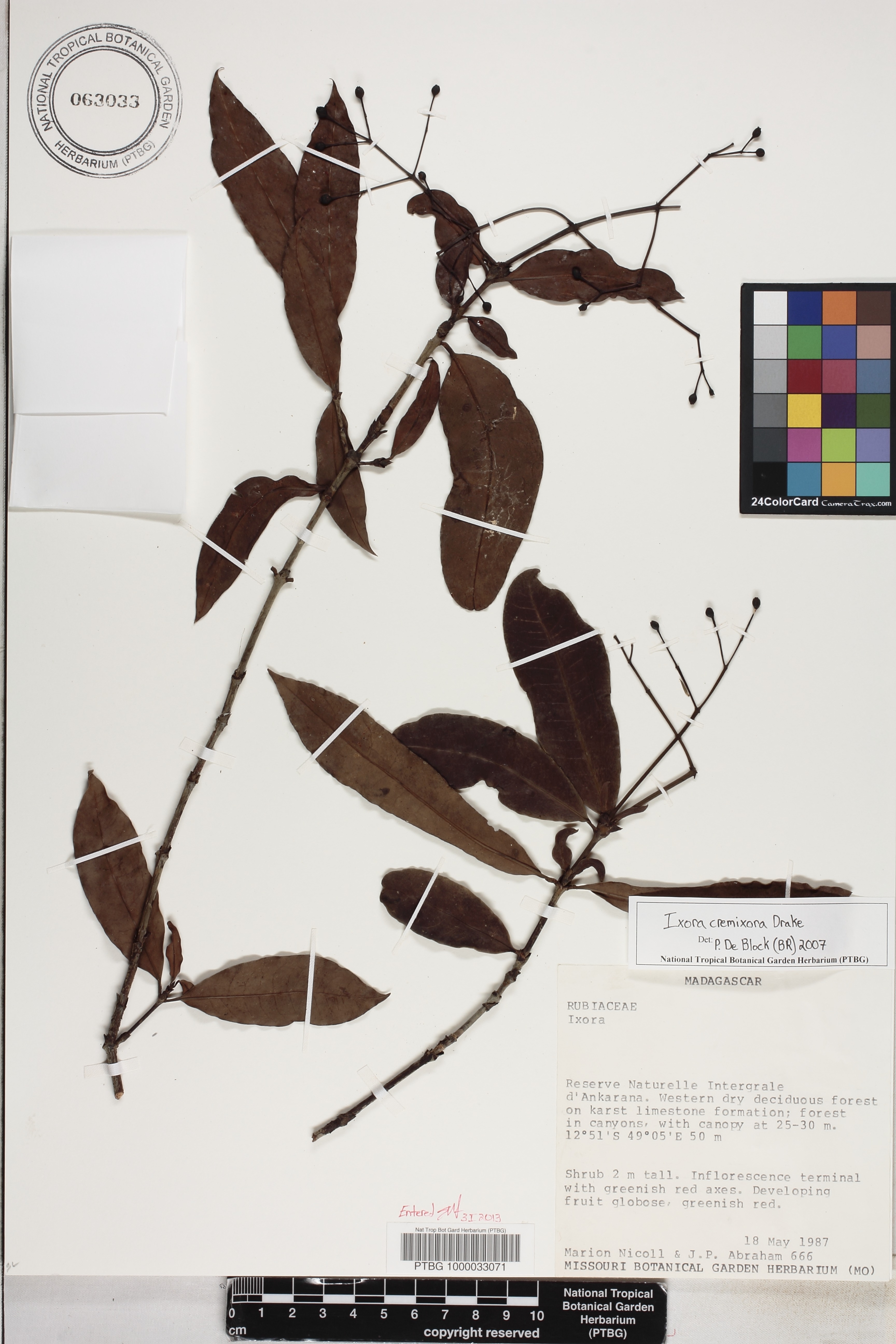 Ixora cremixora image