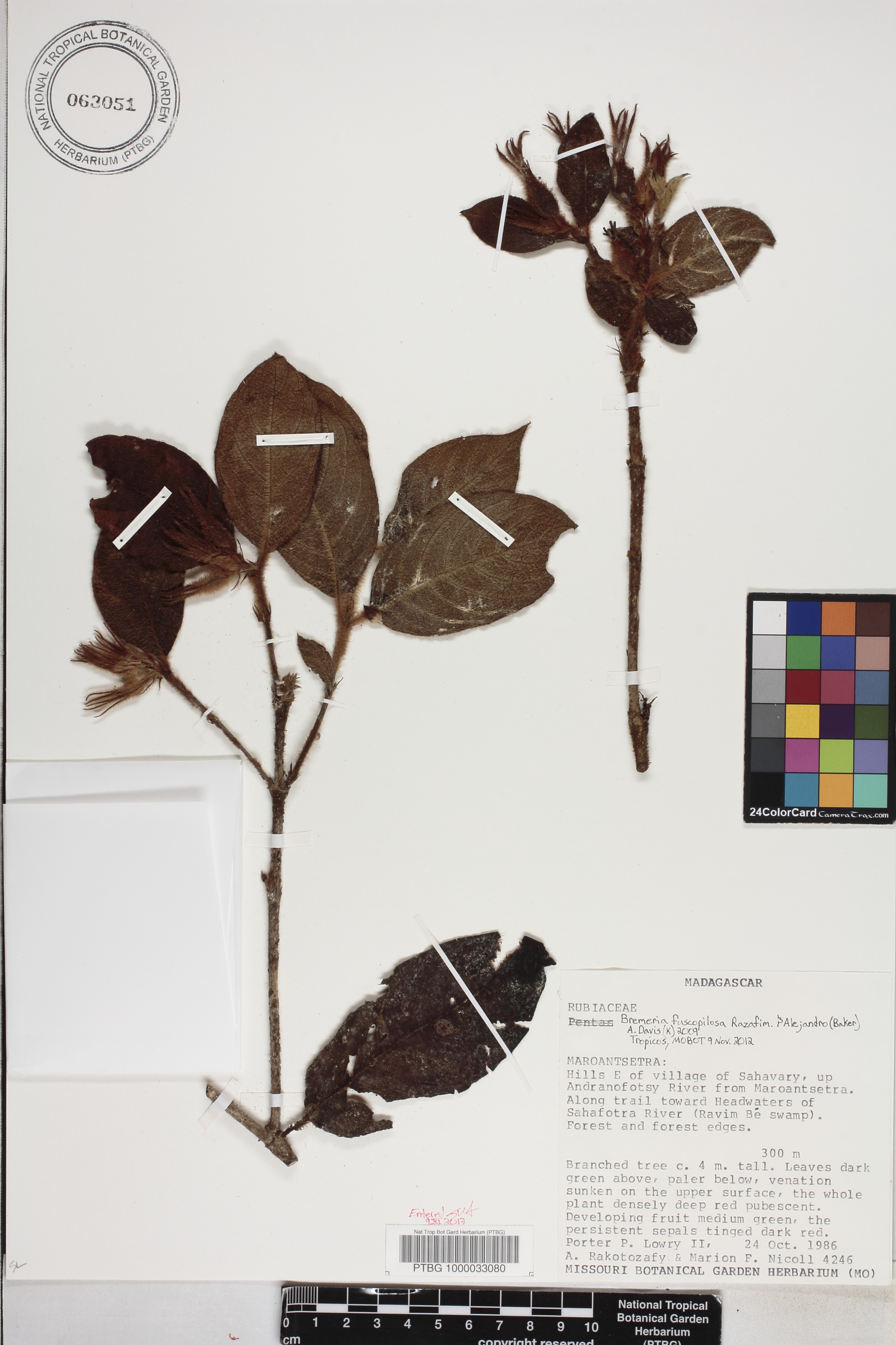 Bremeria fuscopilosa image