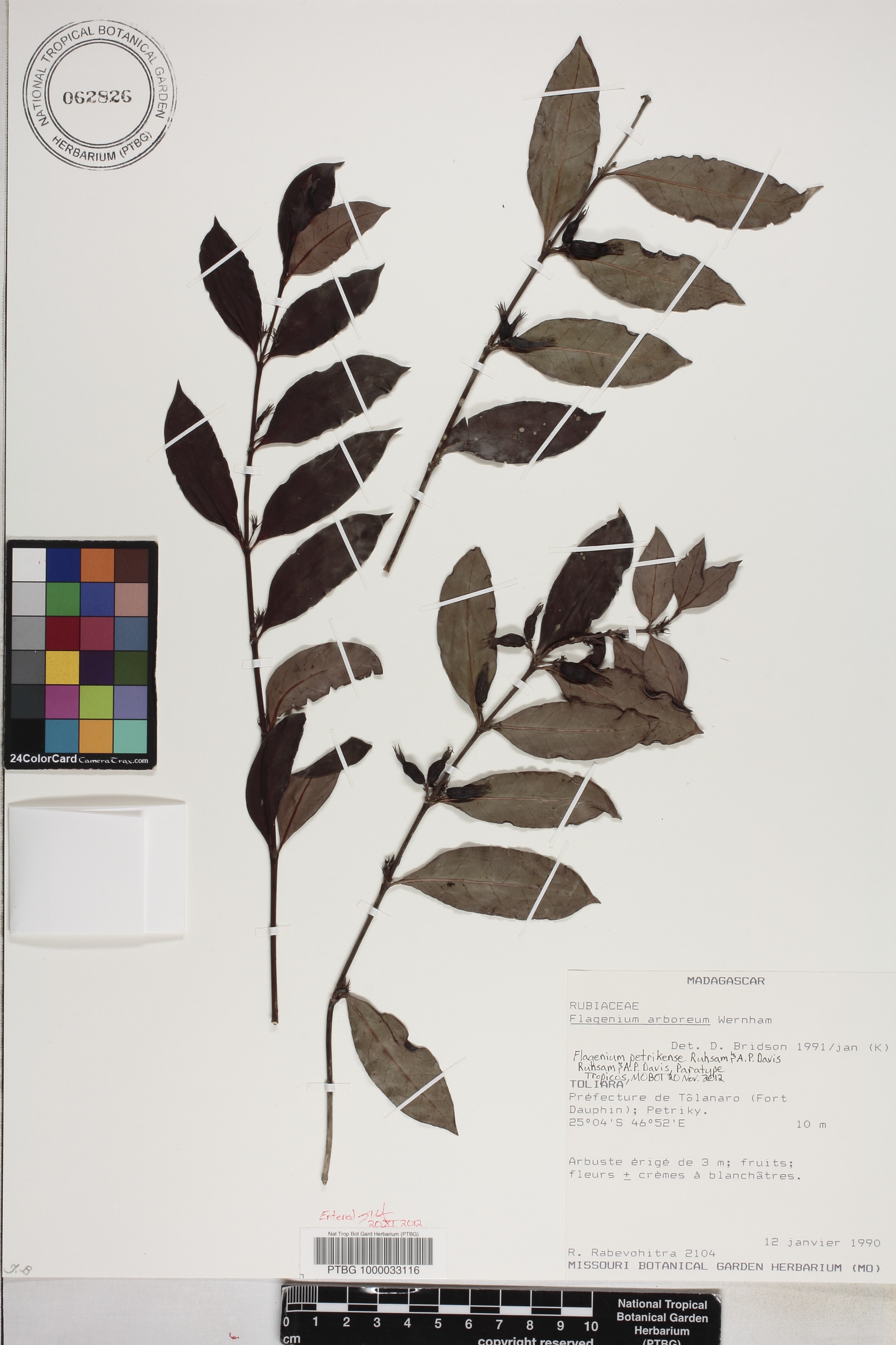 Flagenium petrikense image