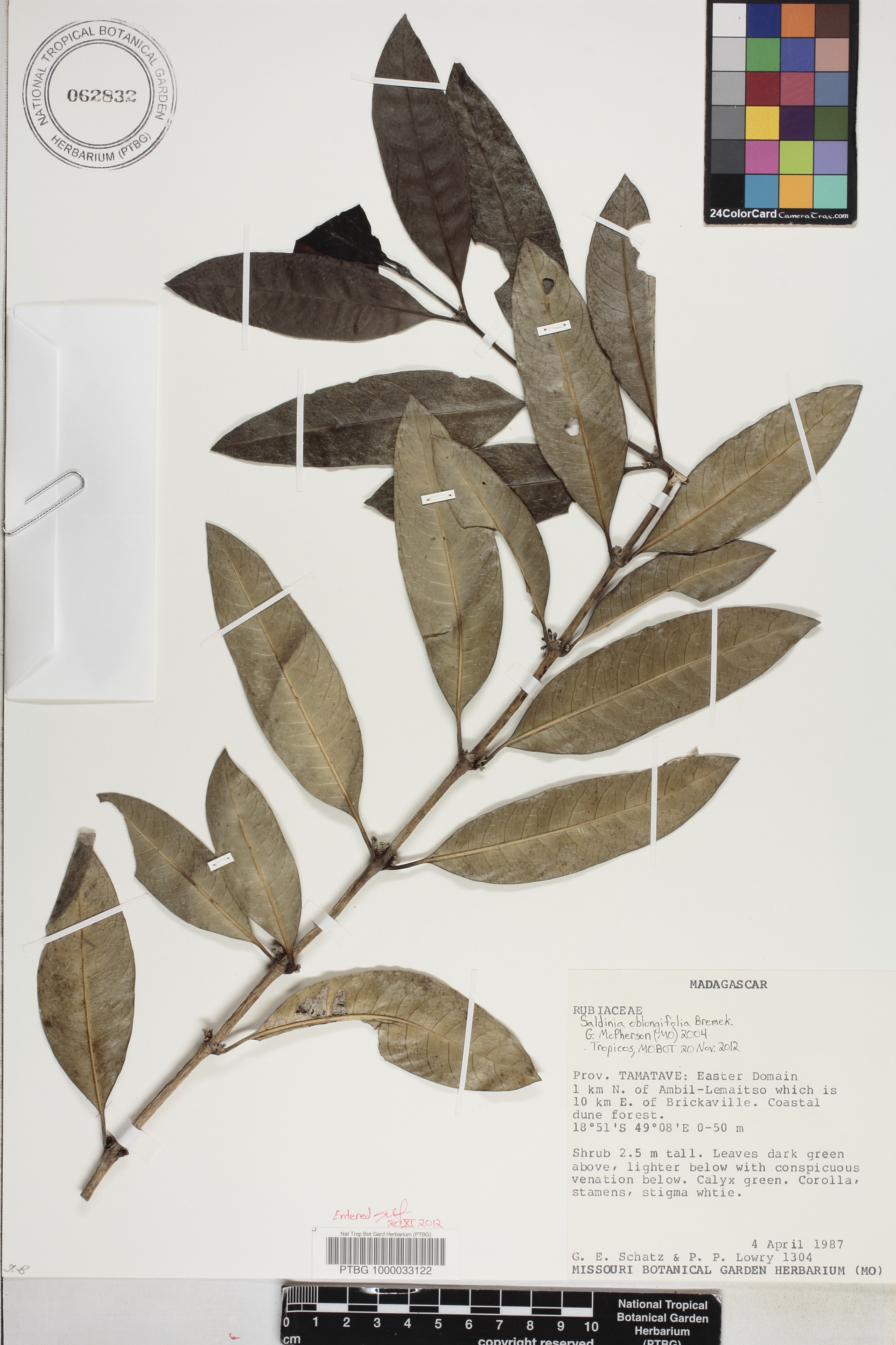 Saldinia oblongifolia image