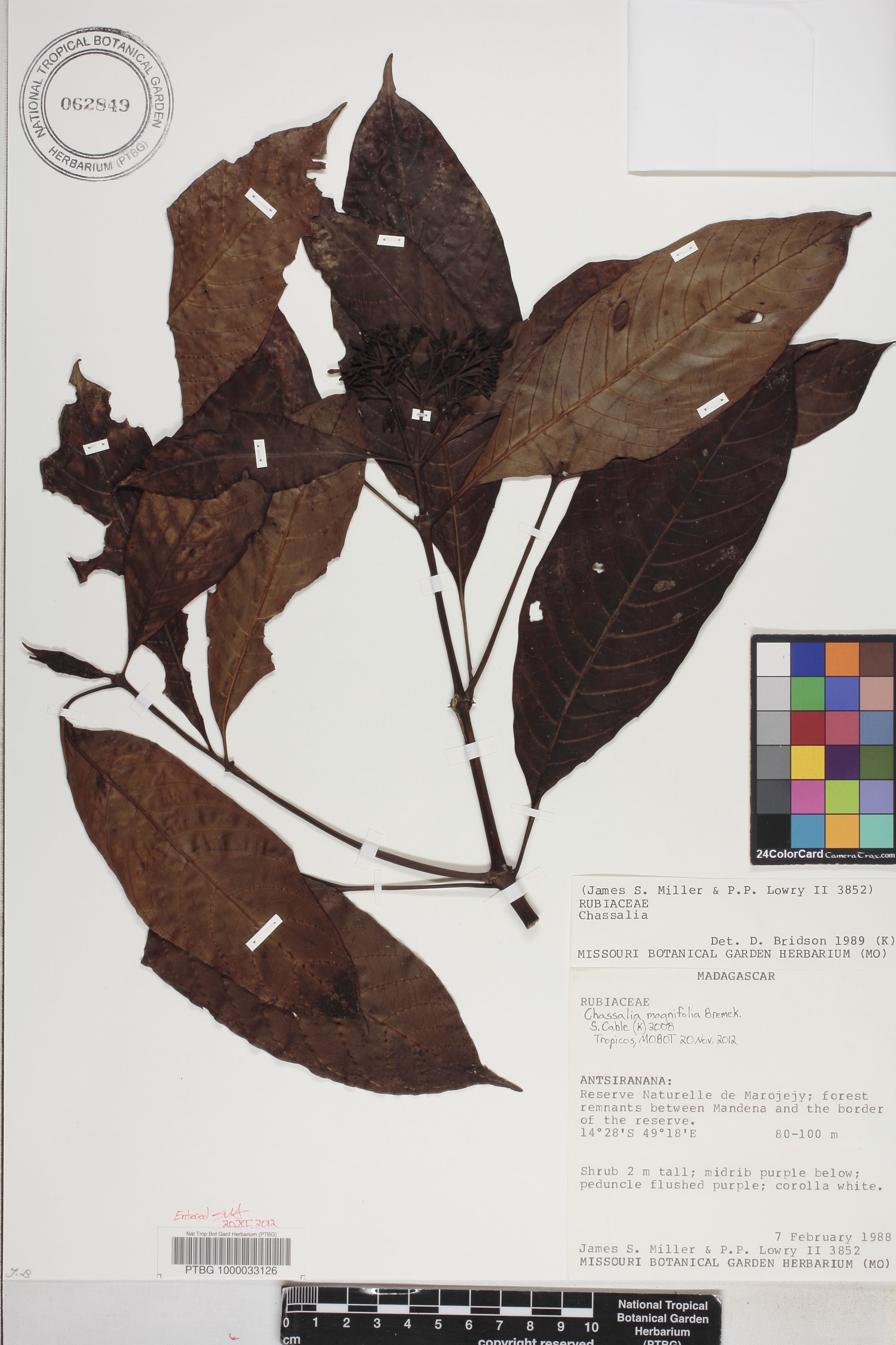 Chassalia magnifolia image