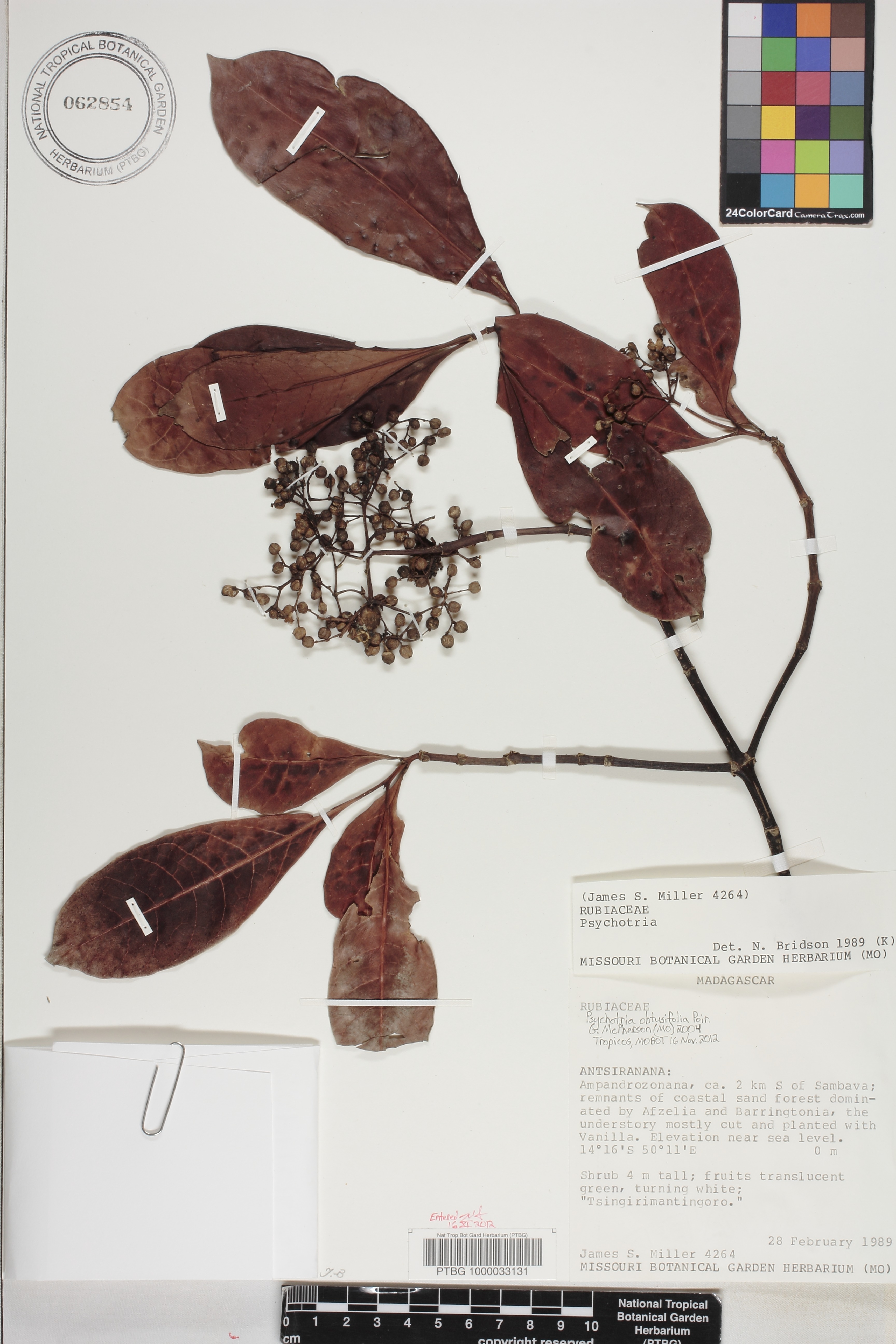 Psychotria obtusifolia image