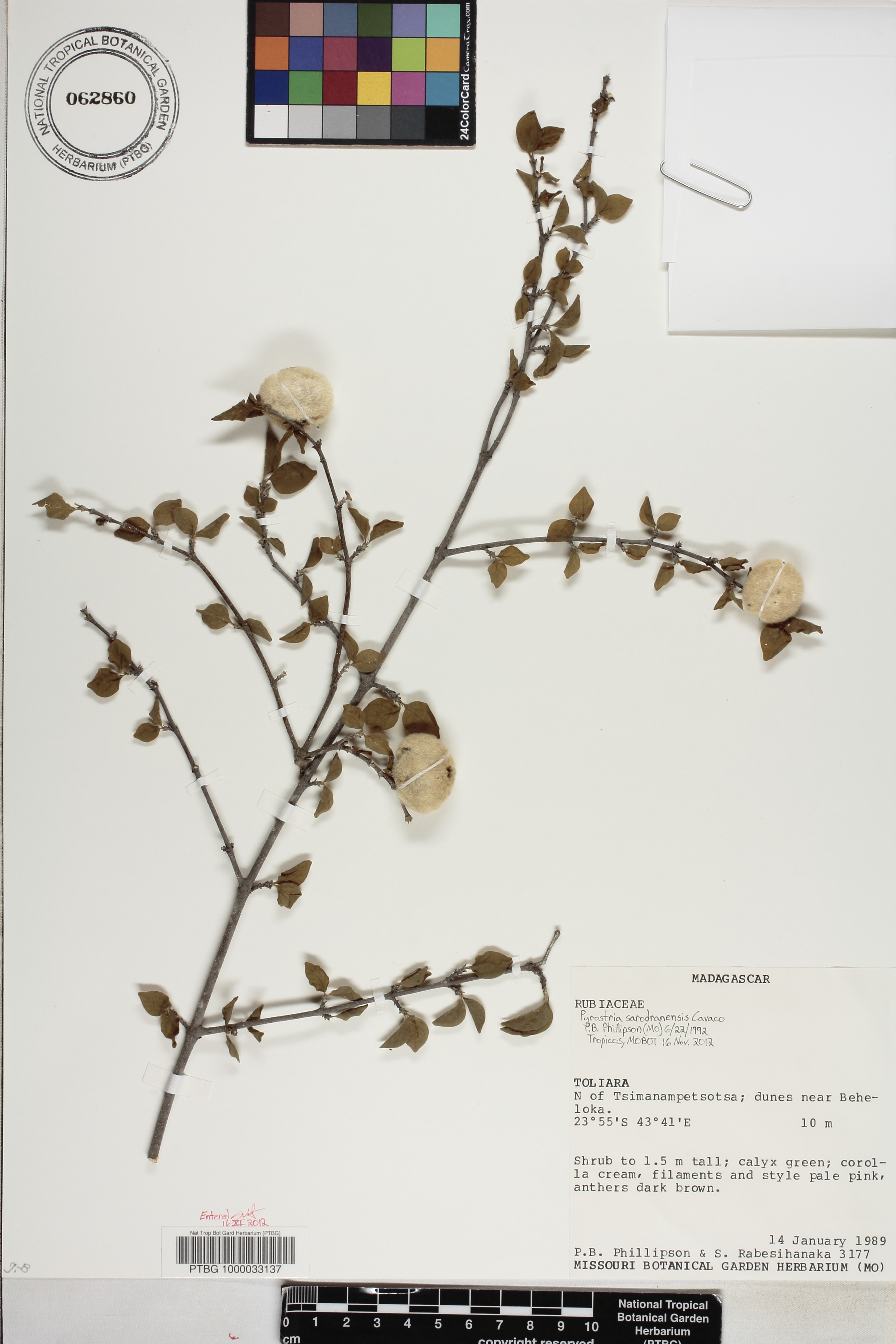 Pyrostria sarodranensis image