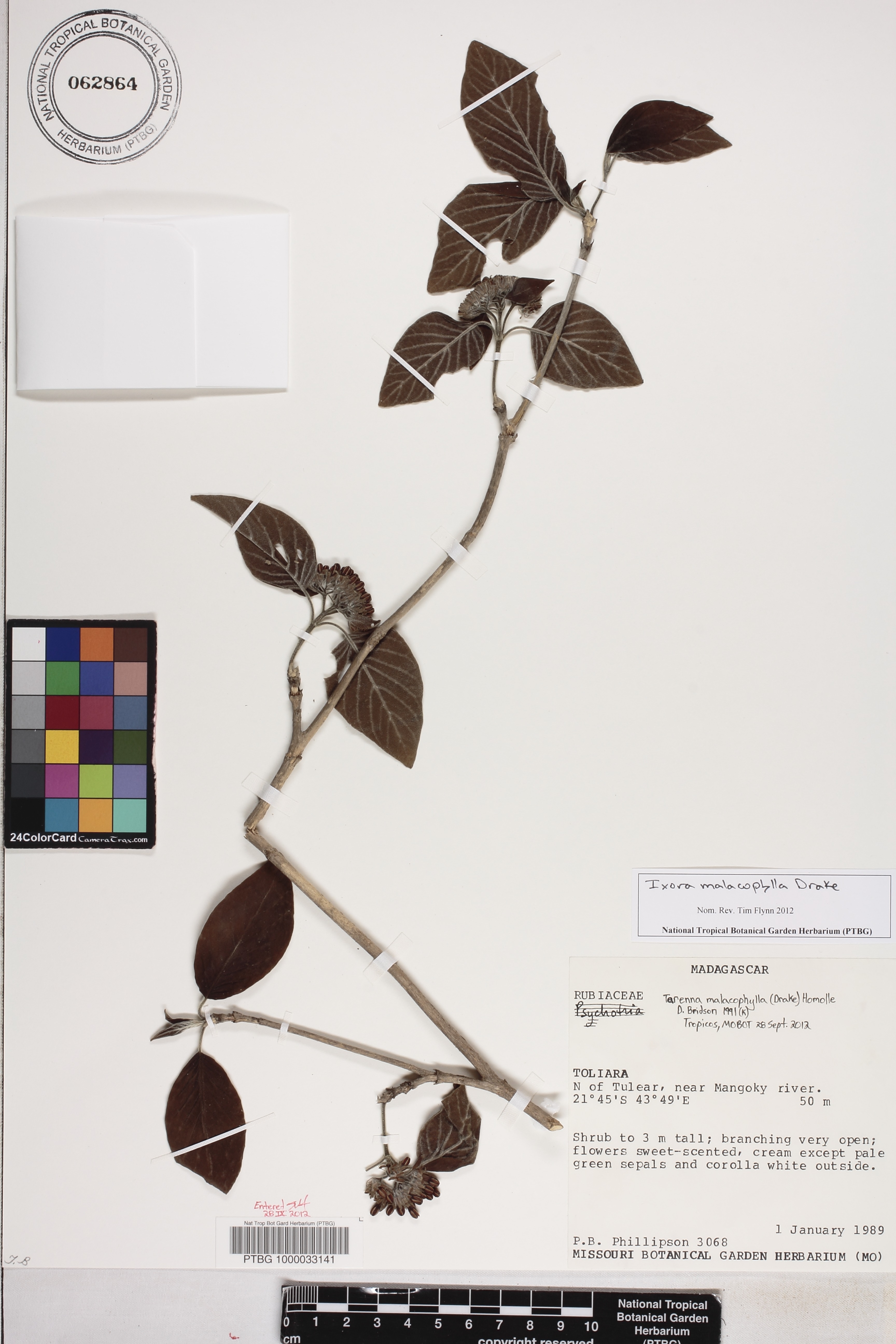 Ixora malacophylla image