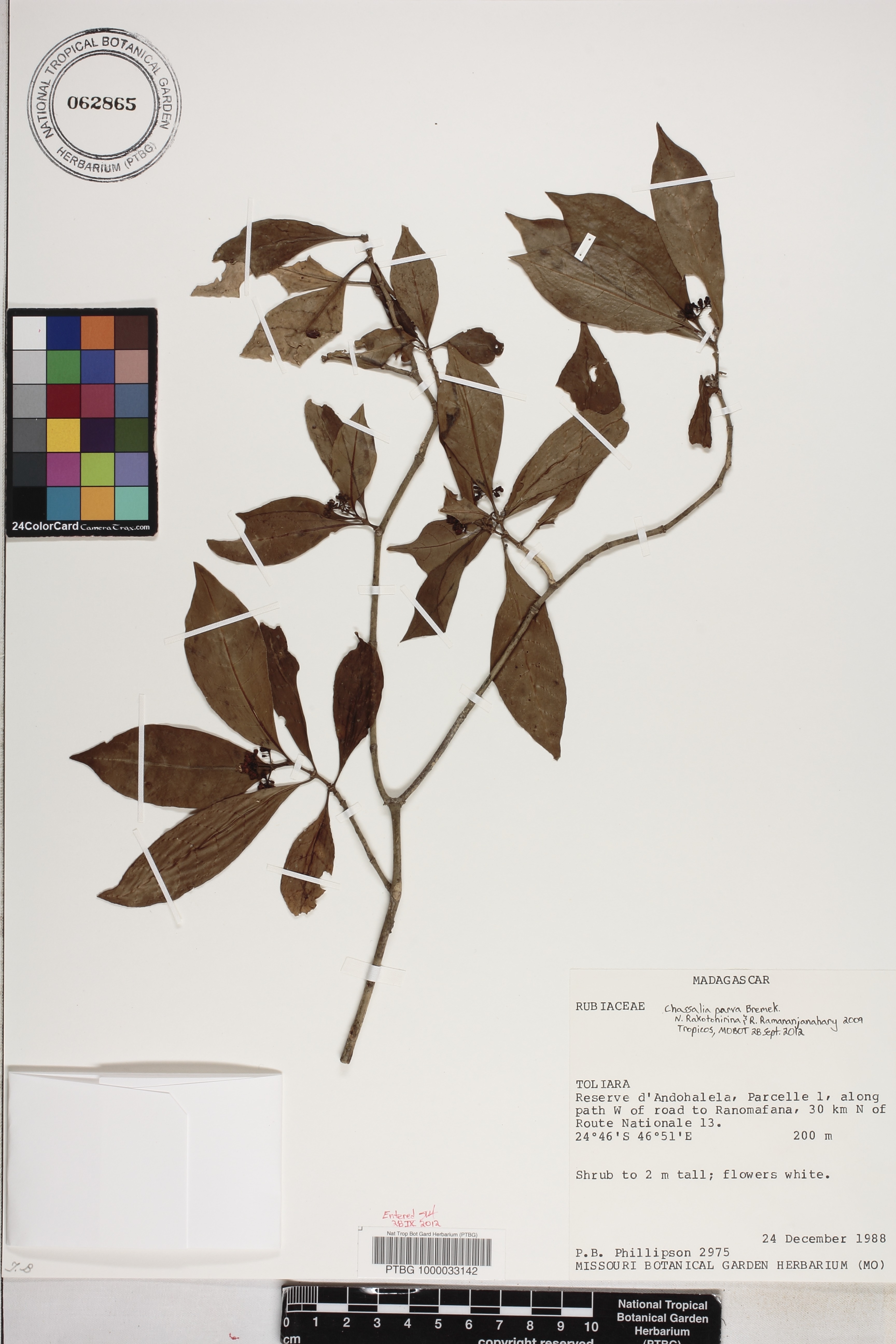 Chassalia parva image