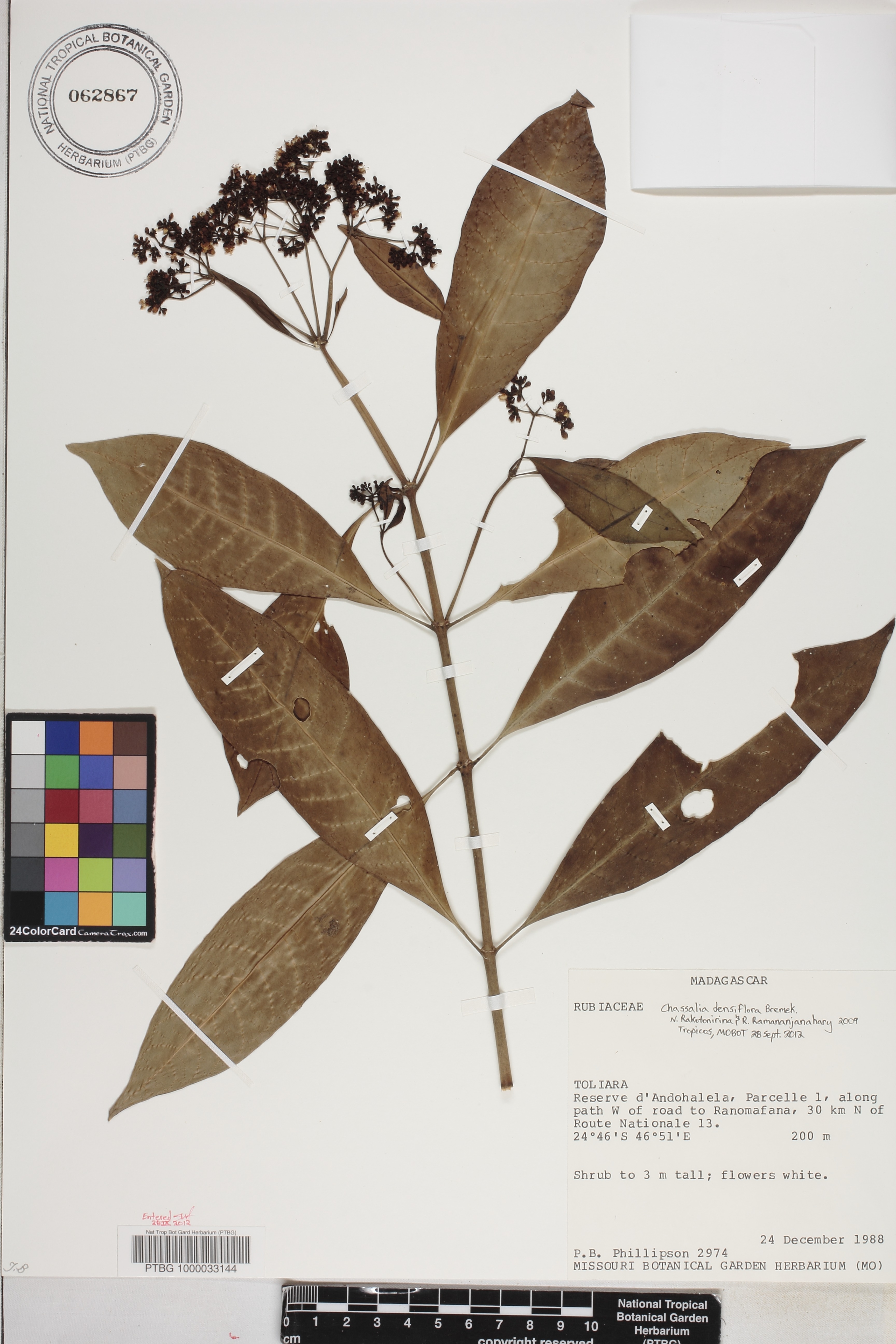 Chassalia densiflora image