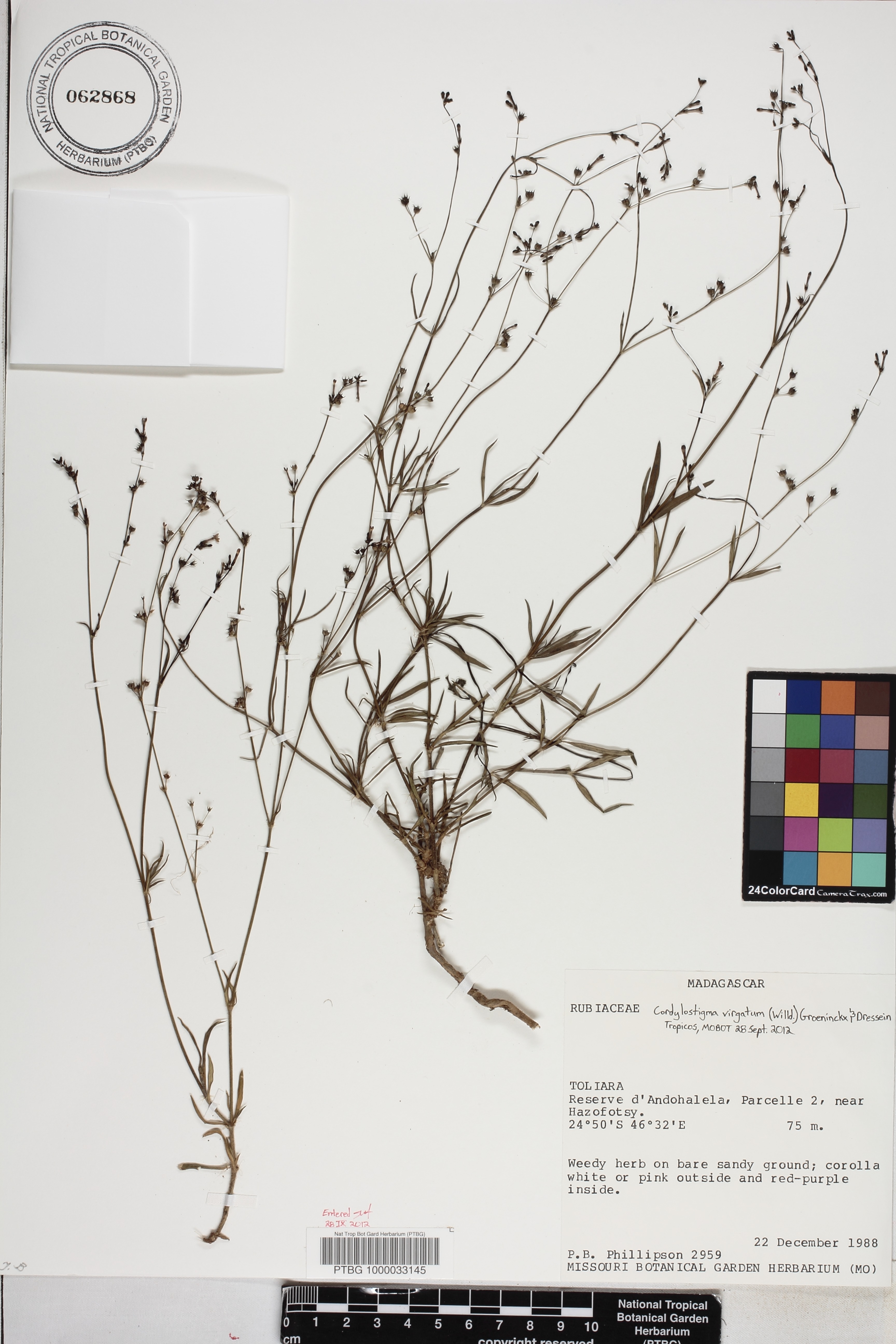 Cordylostigma virgatum image