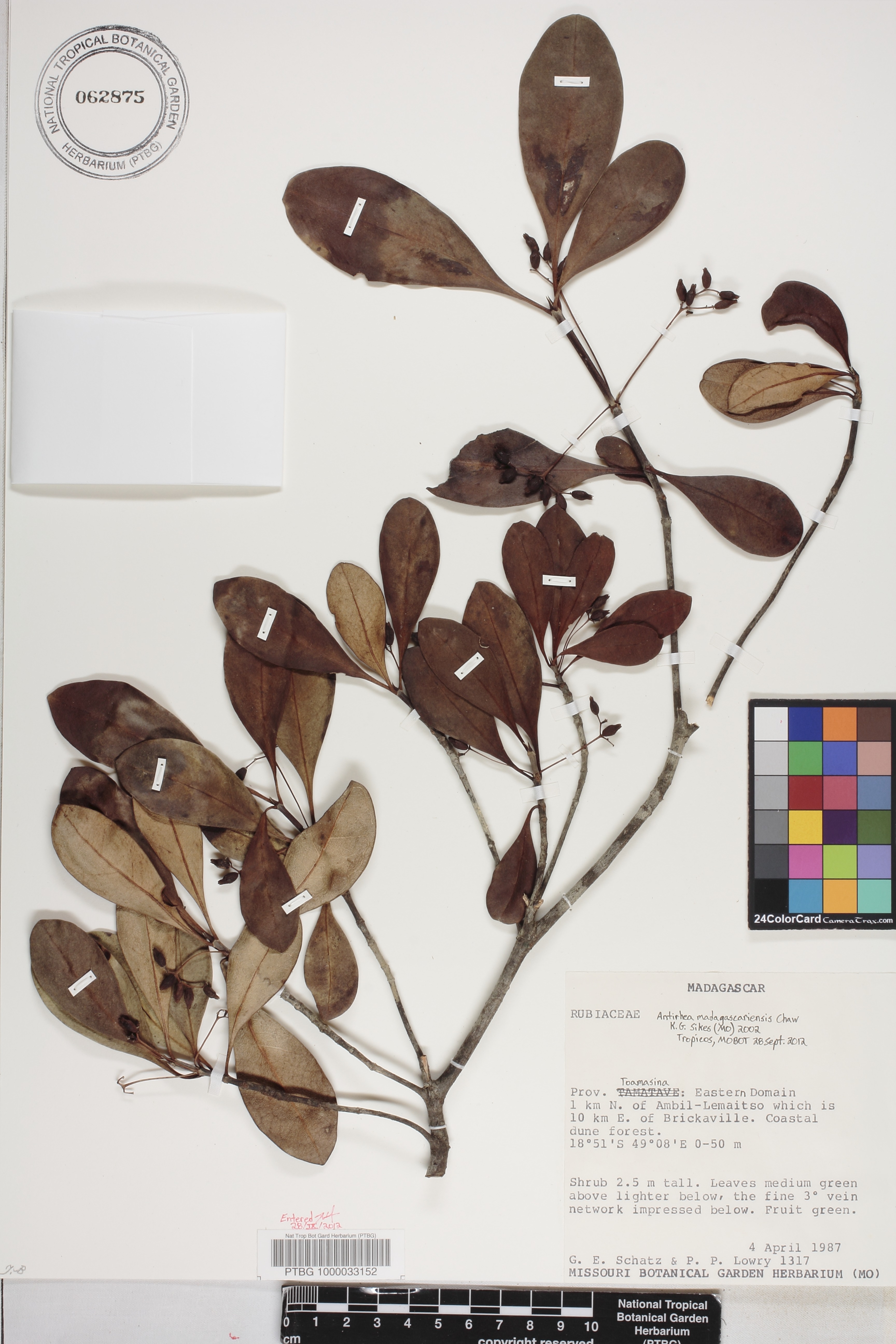 Antirhea madagascariensis image