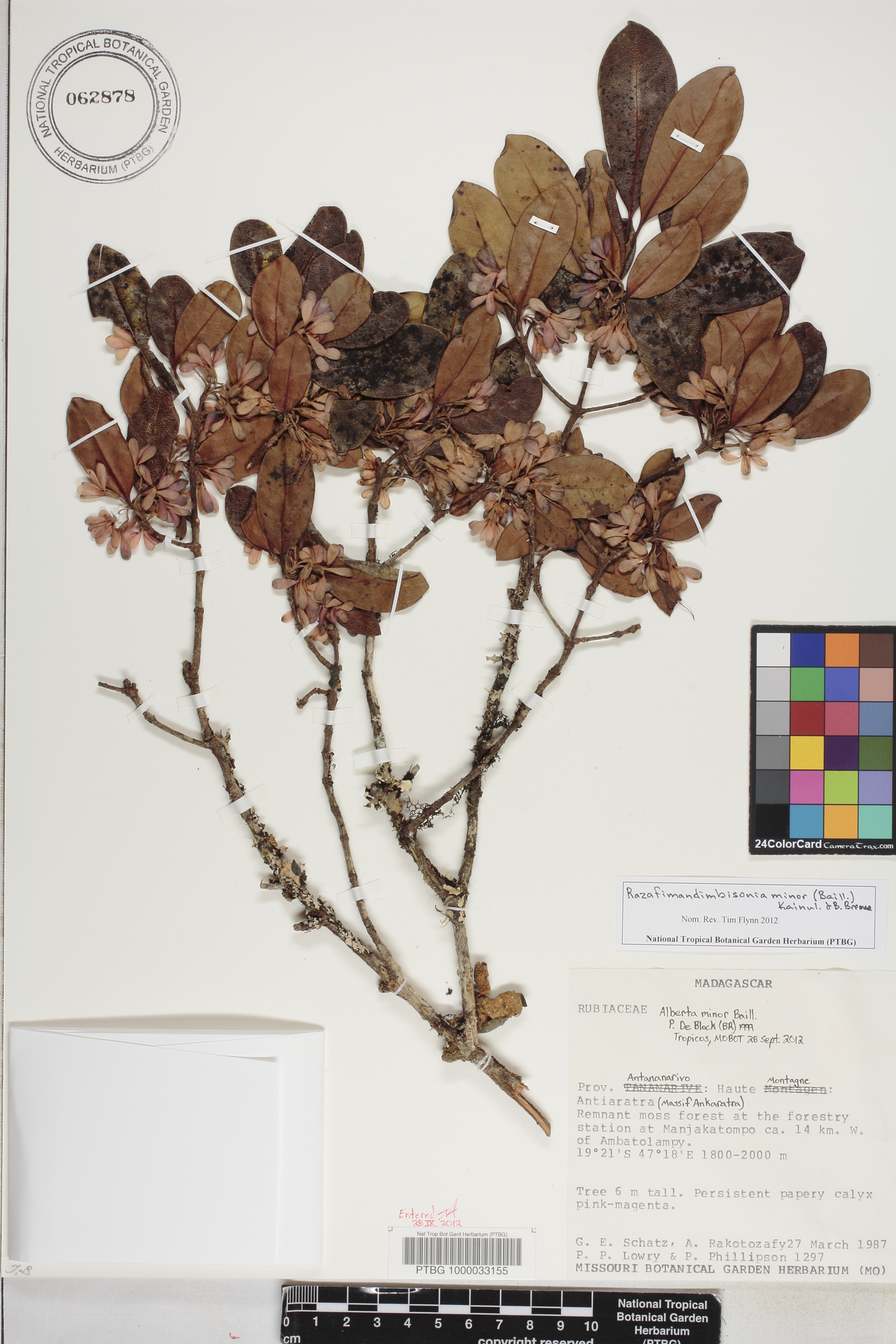 Razafimandimbisonia minor image