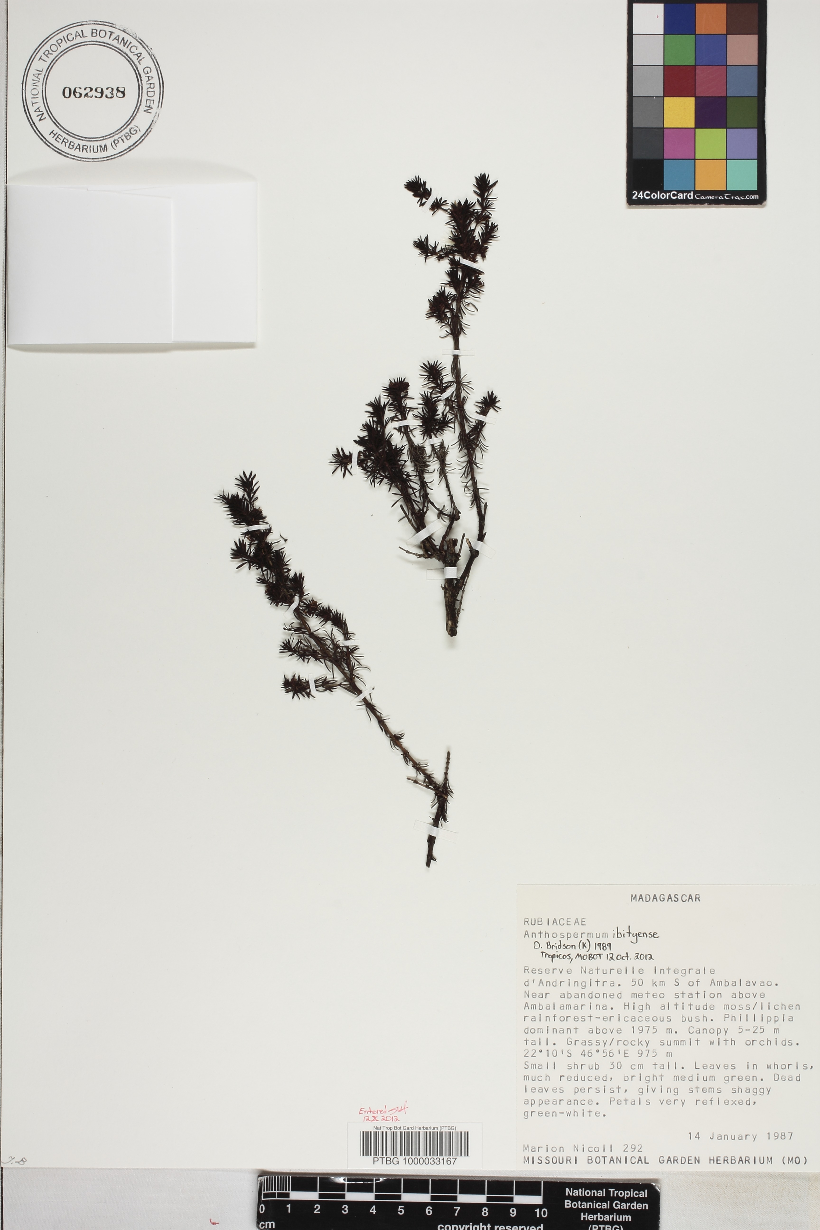 Anthospermum ibityense image