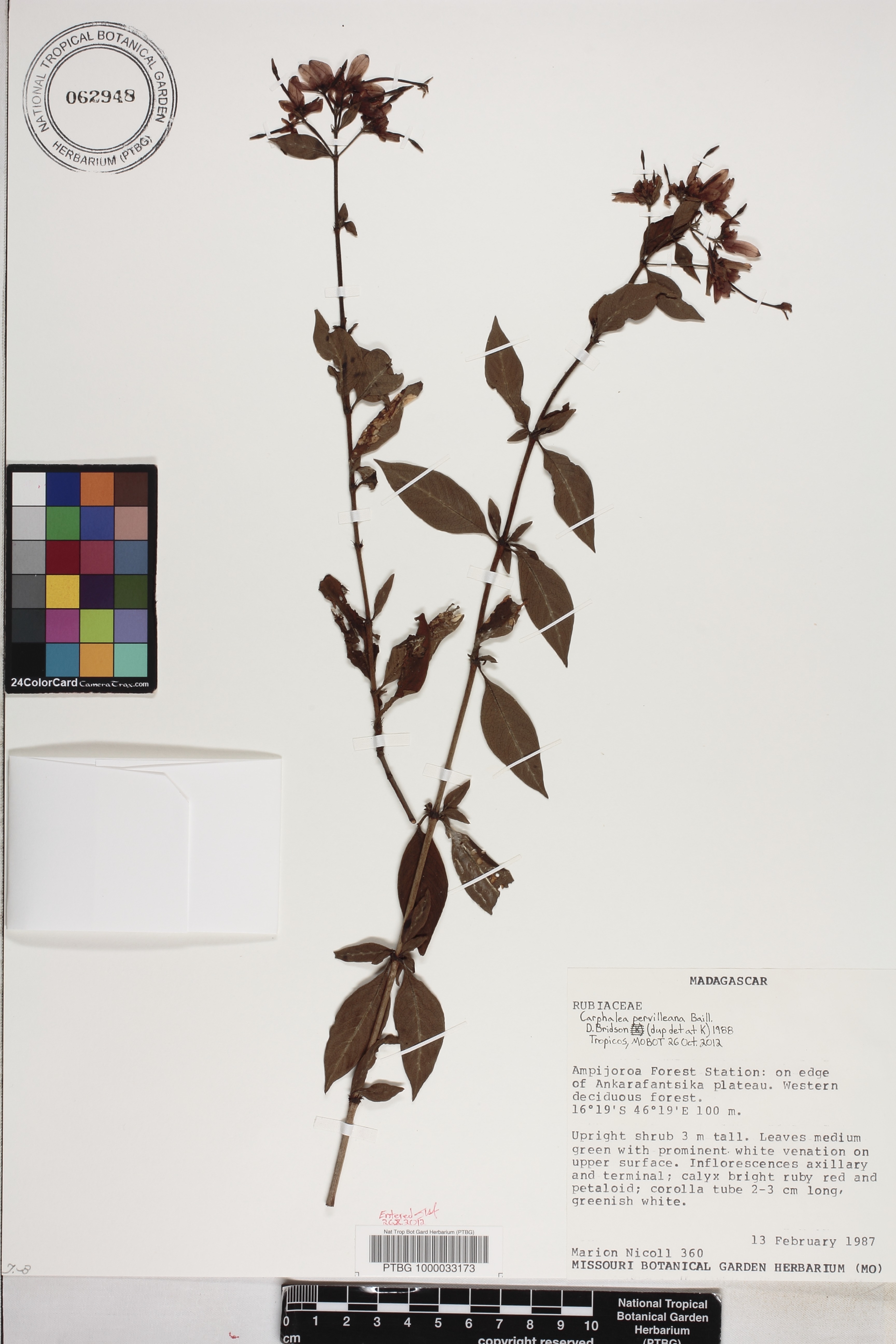 Paracarphalea pervilleana image