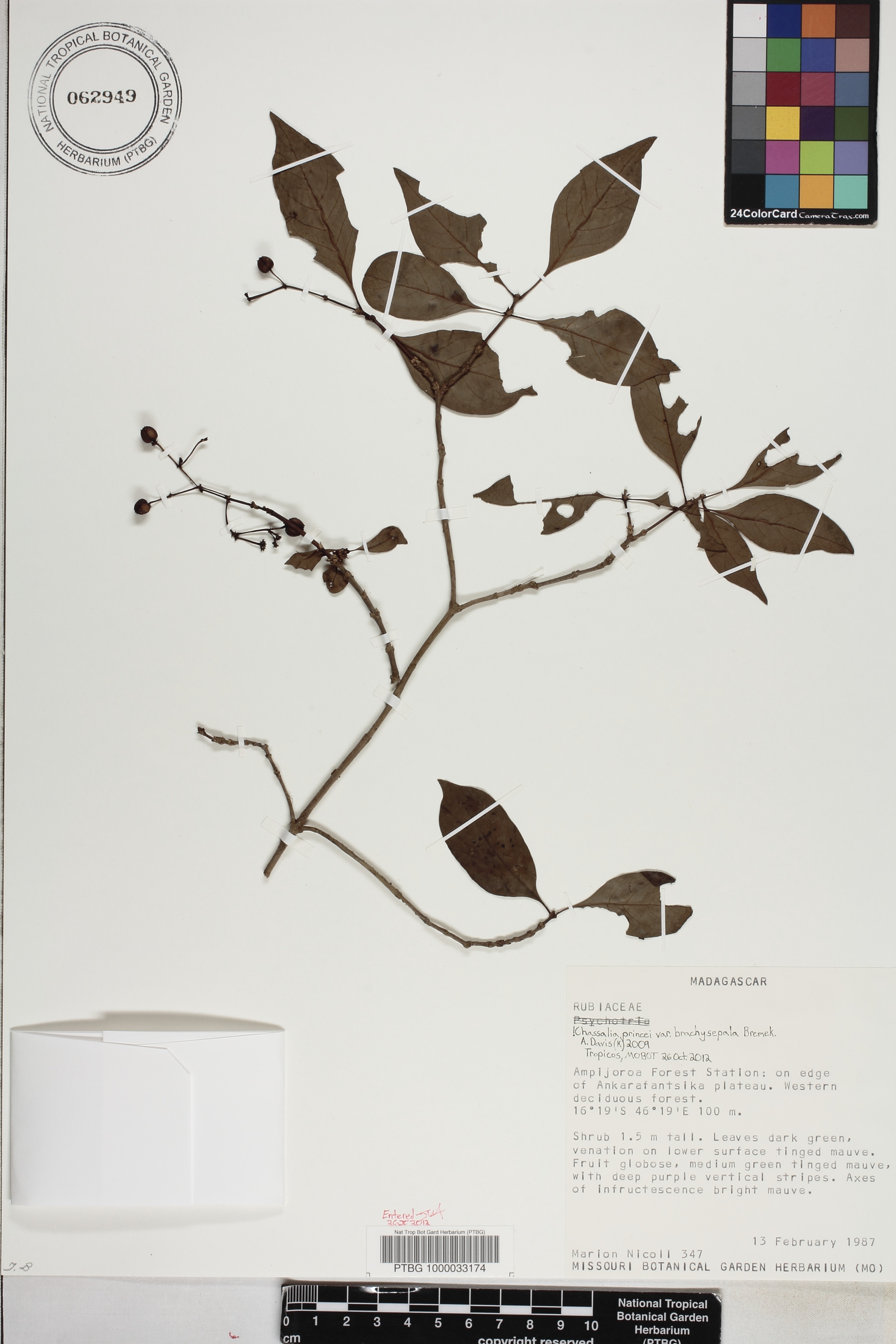 Chassalia princei image
