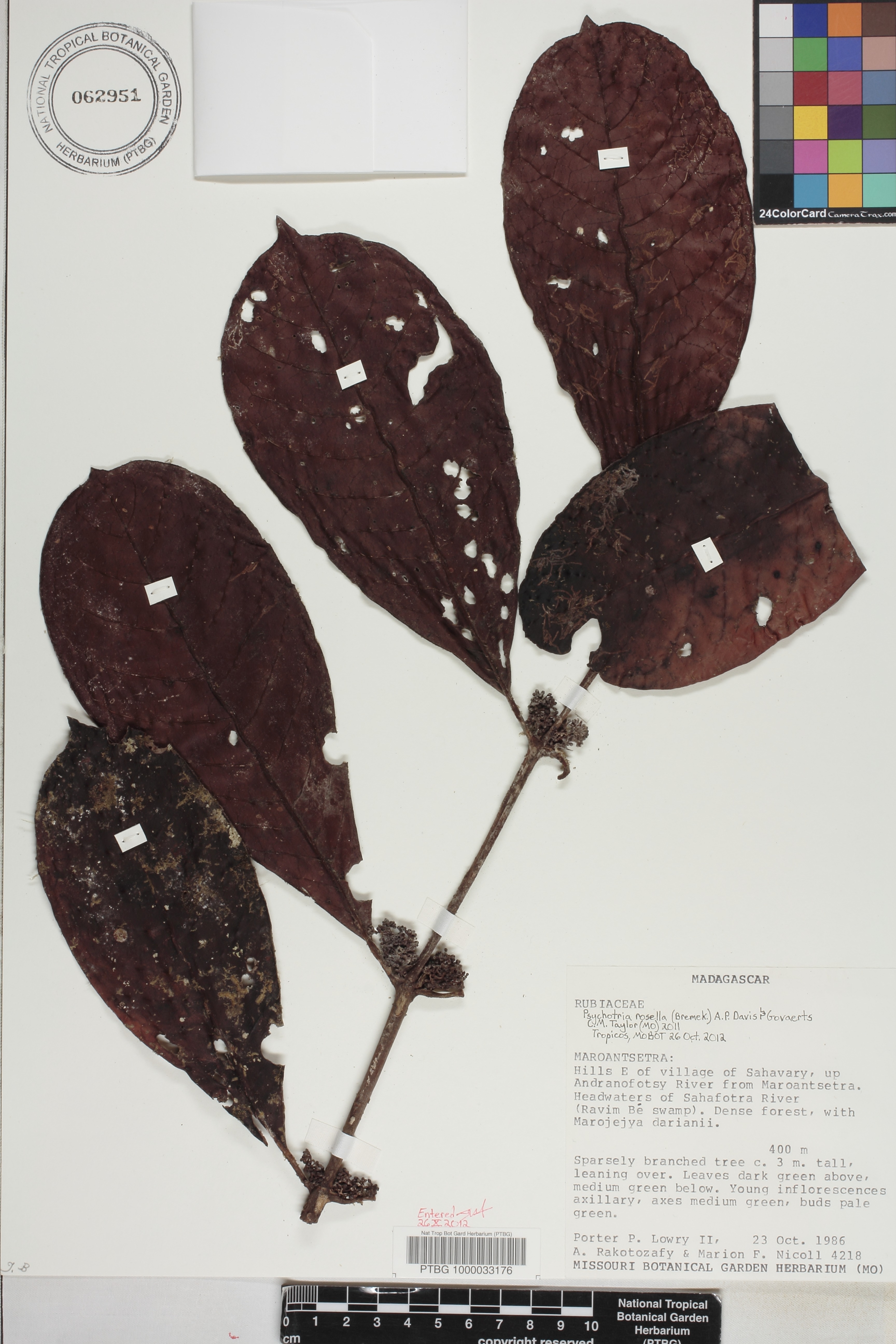 Psychotria rosella image