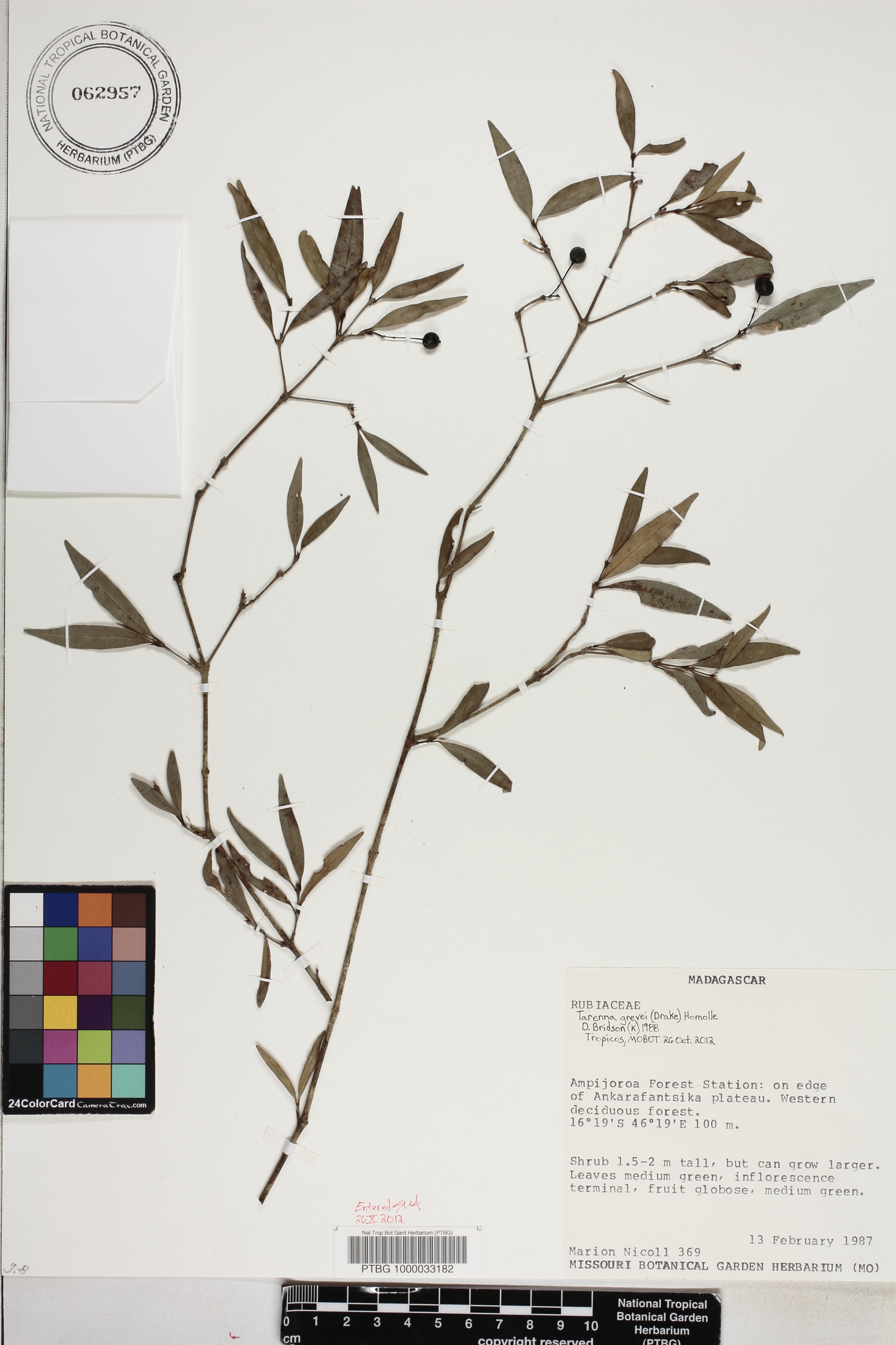 Tarenna grevei image