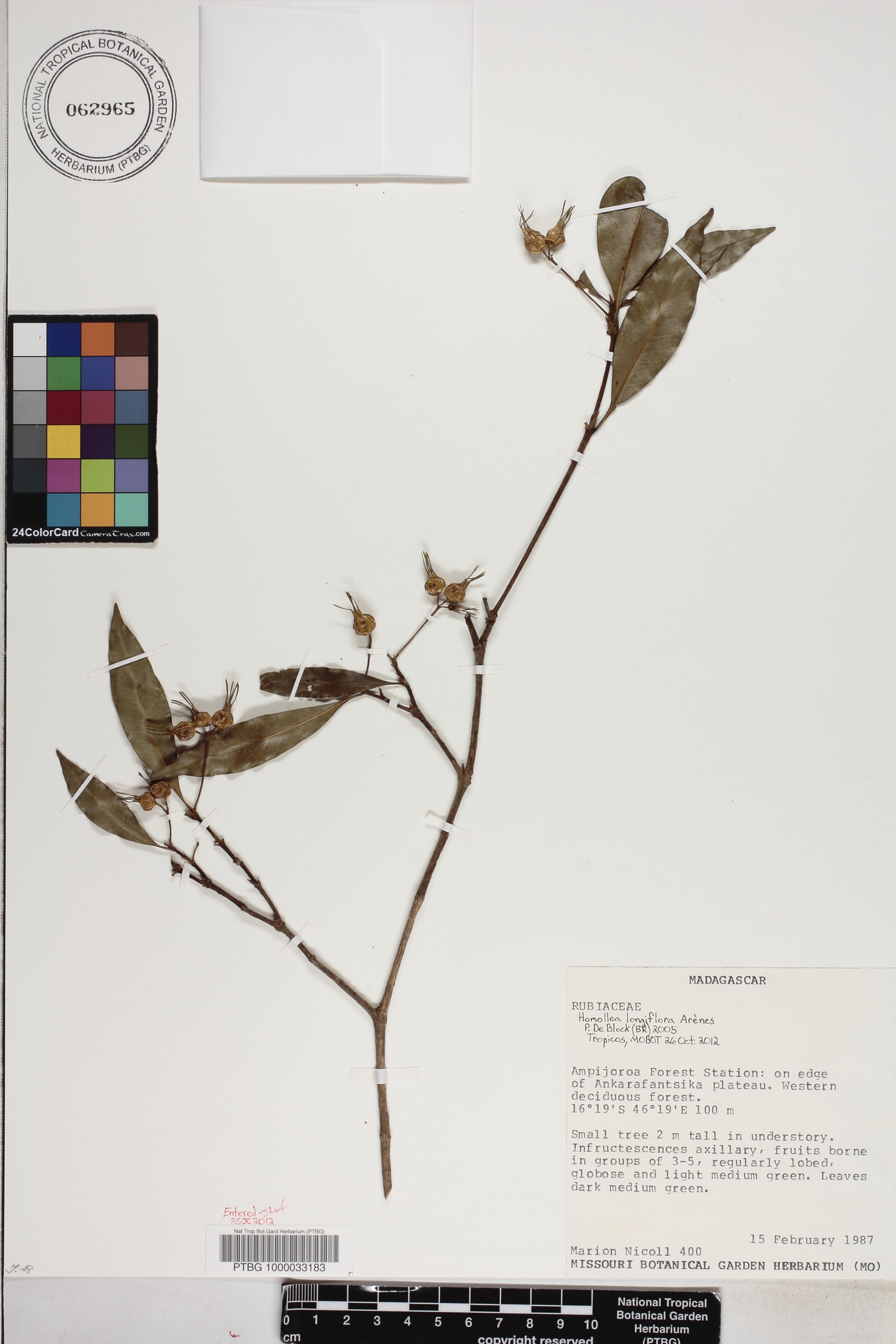 Homollea image