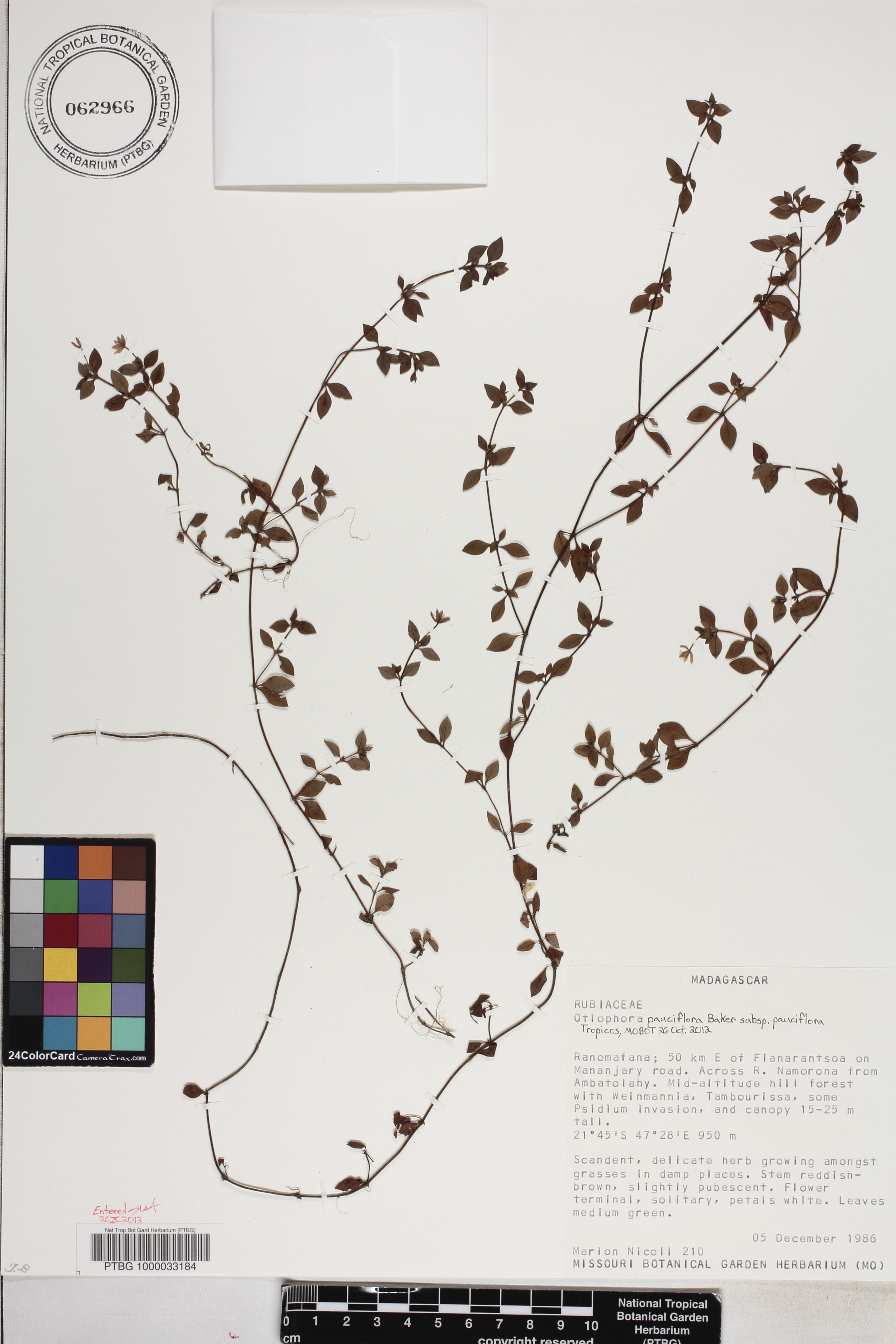 Otiophora pauciflora subsp. pauciflora image