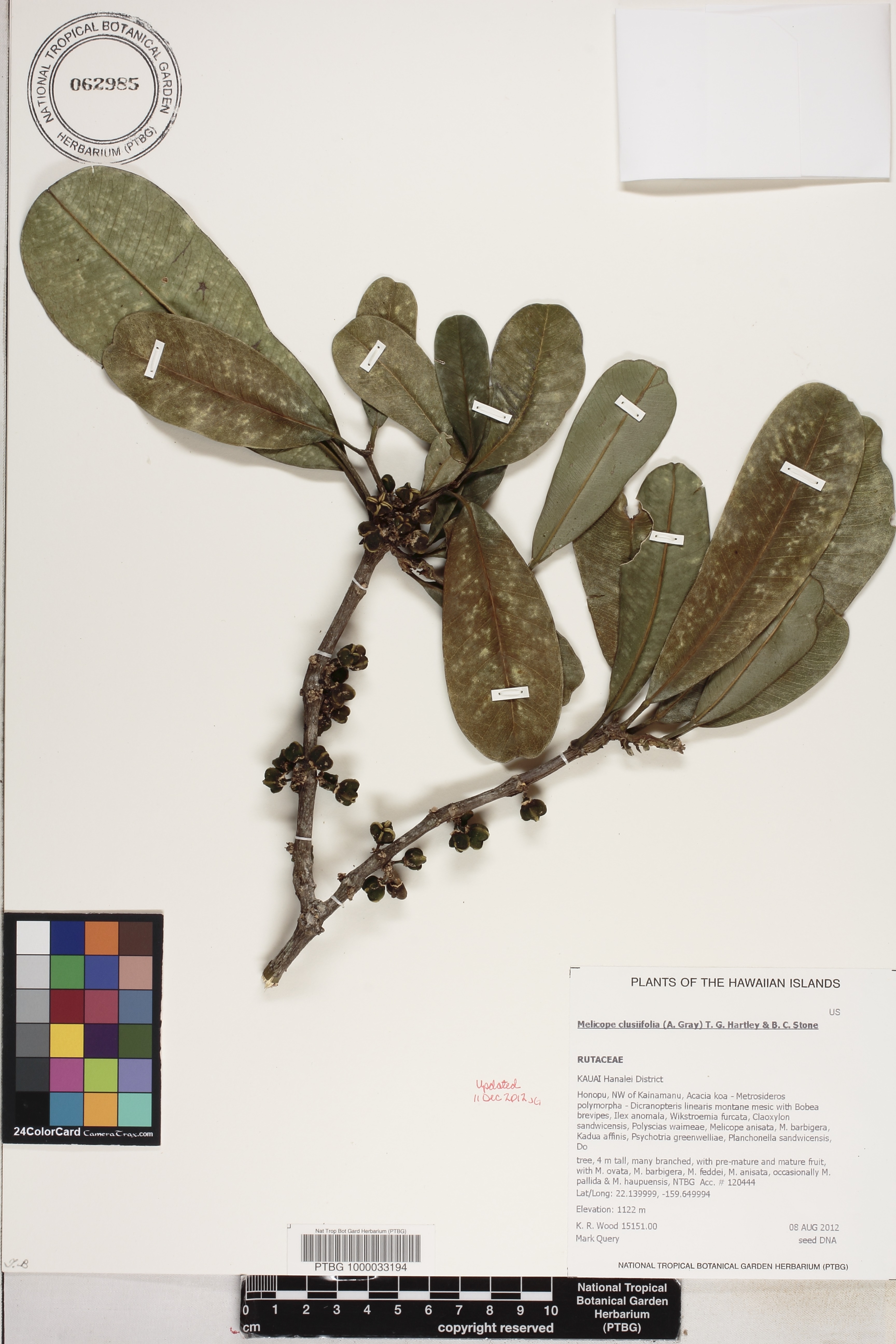 Melicope clusiifolia image