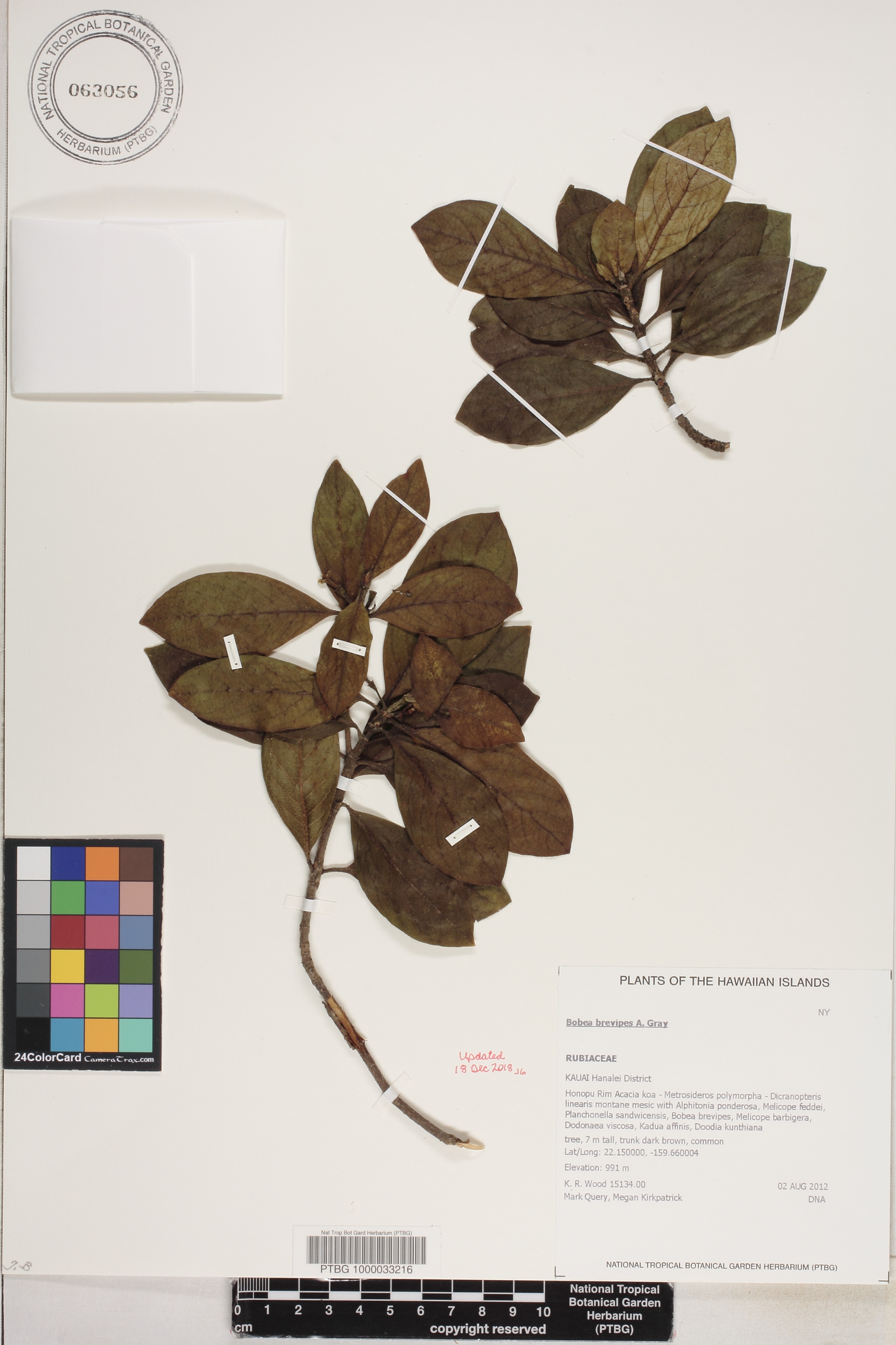 Bobea brevipes image