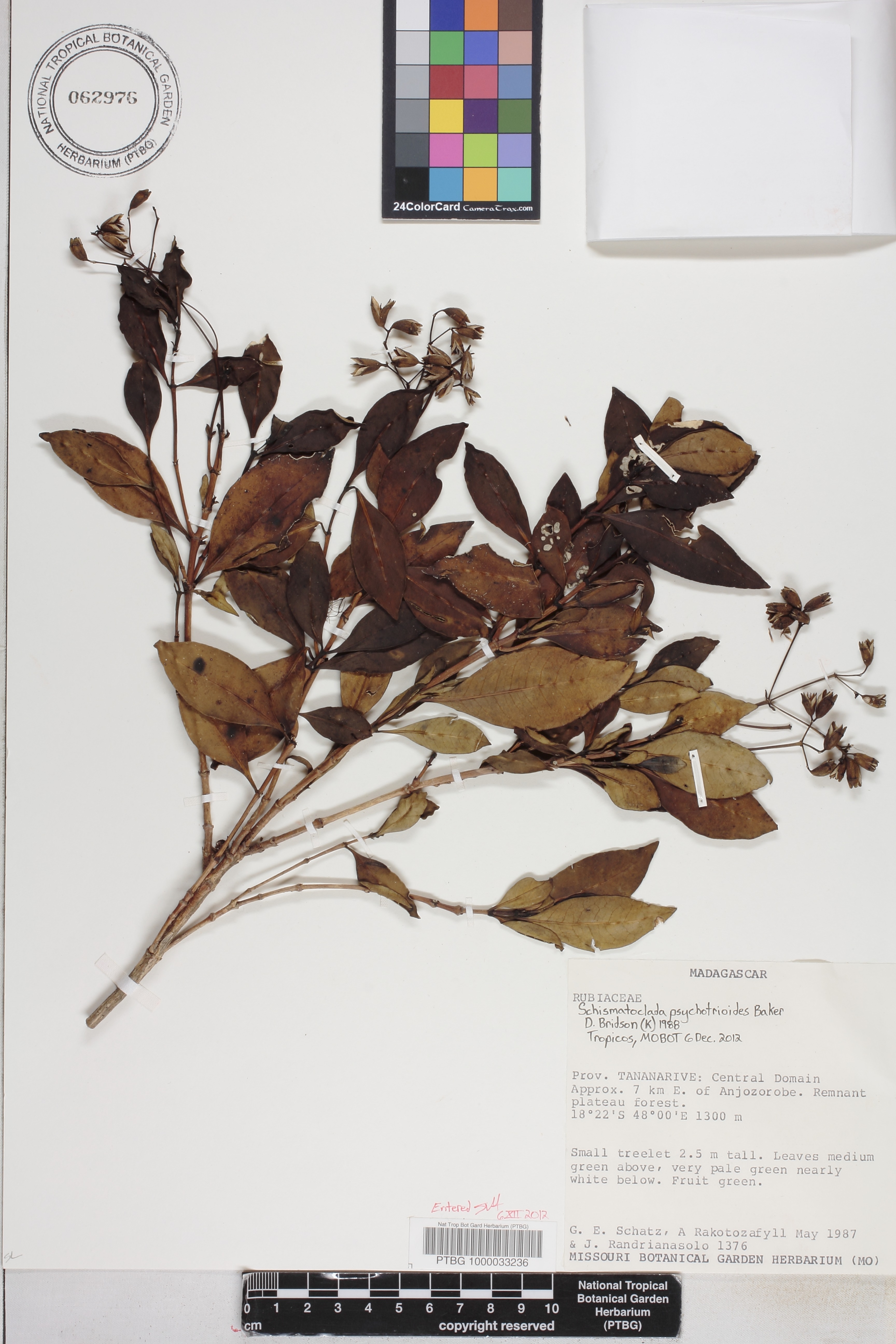 Schismatoclada image
