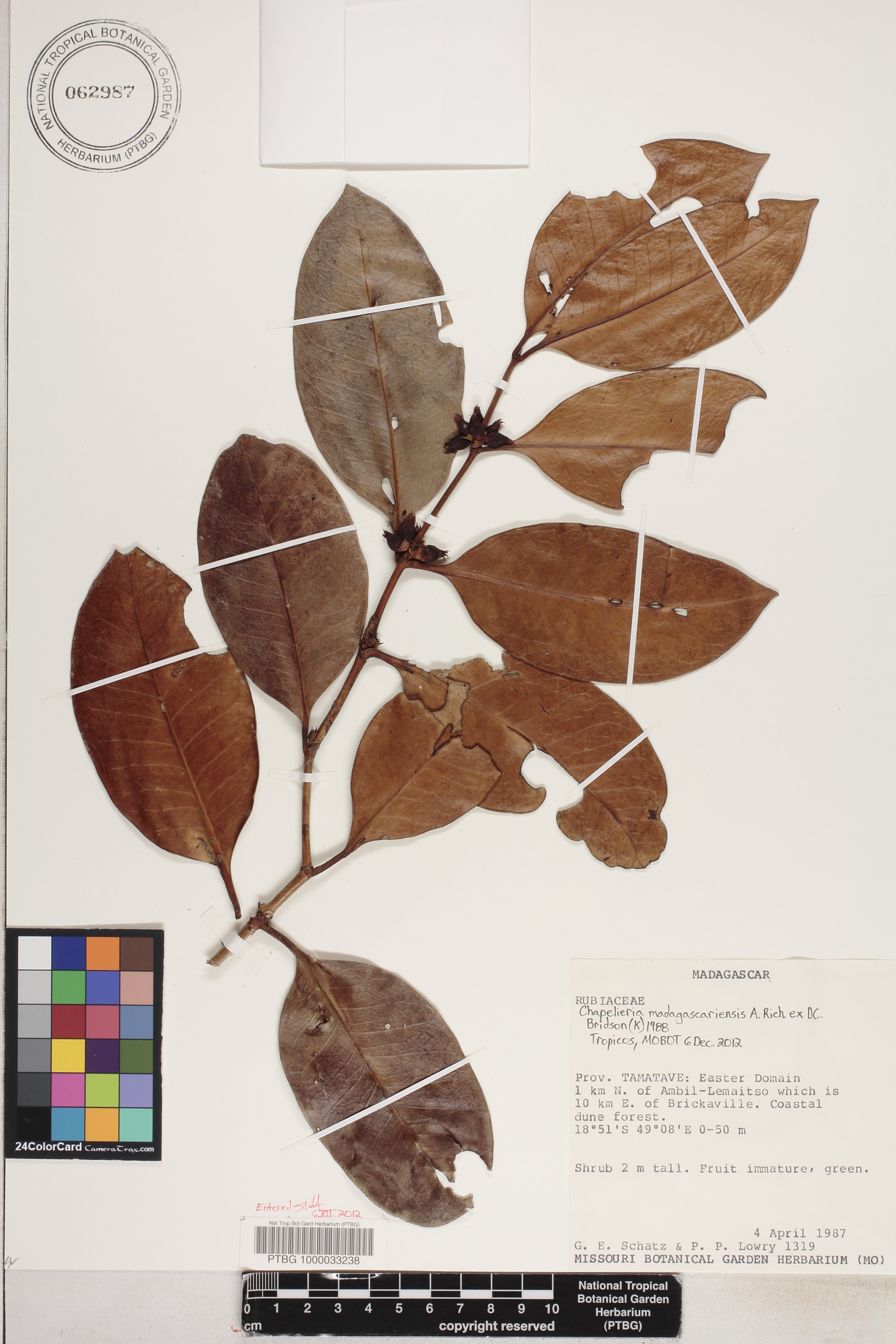 Chapelieria madagascariensis image