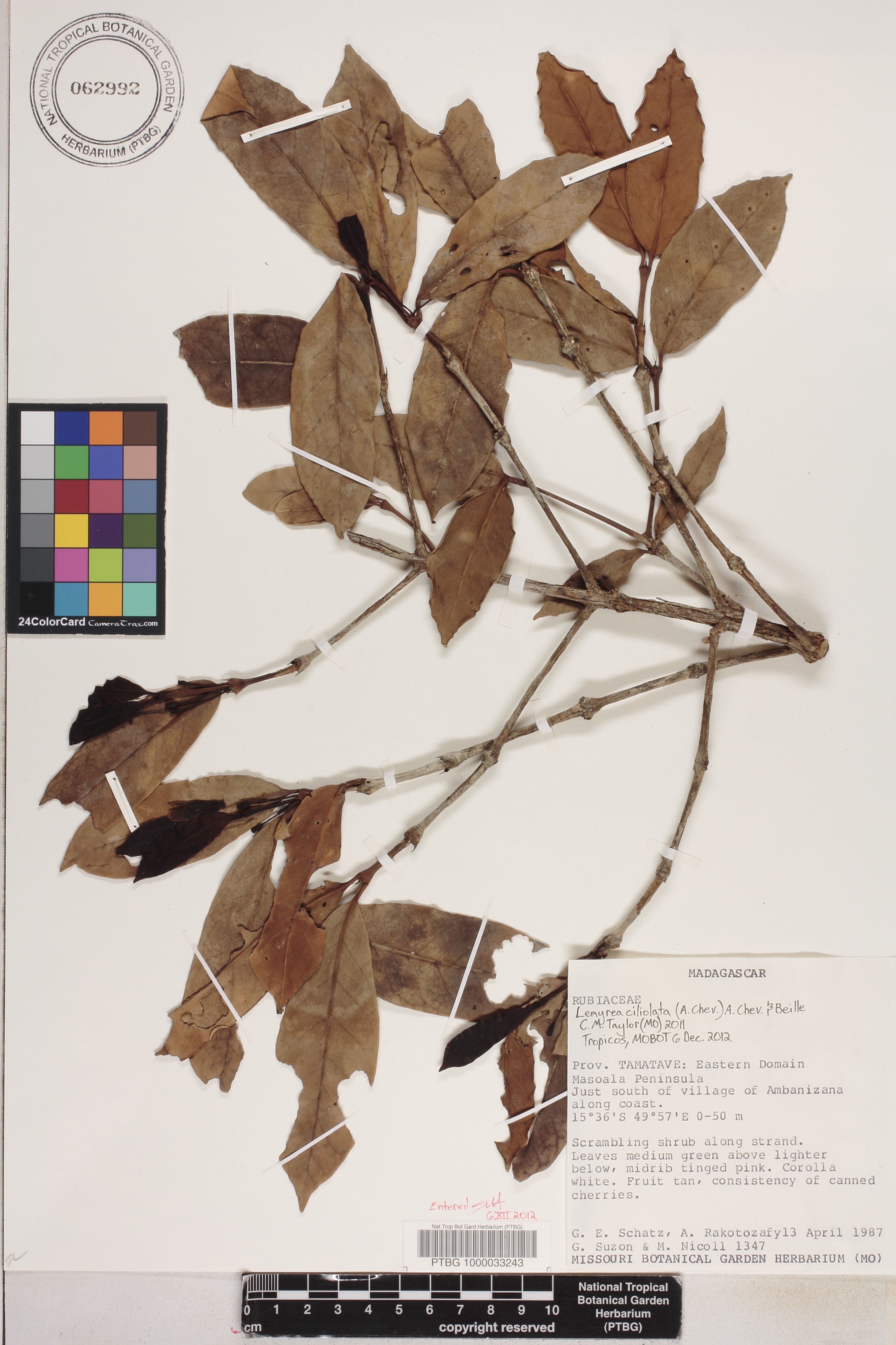 Lemyrea ciliolata image