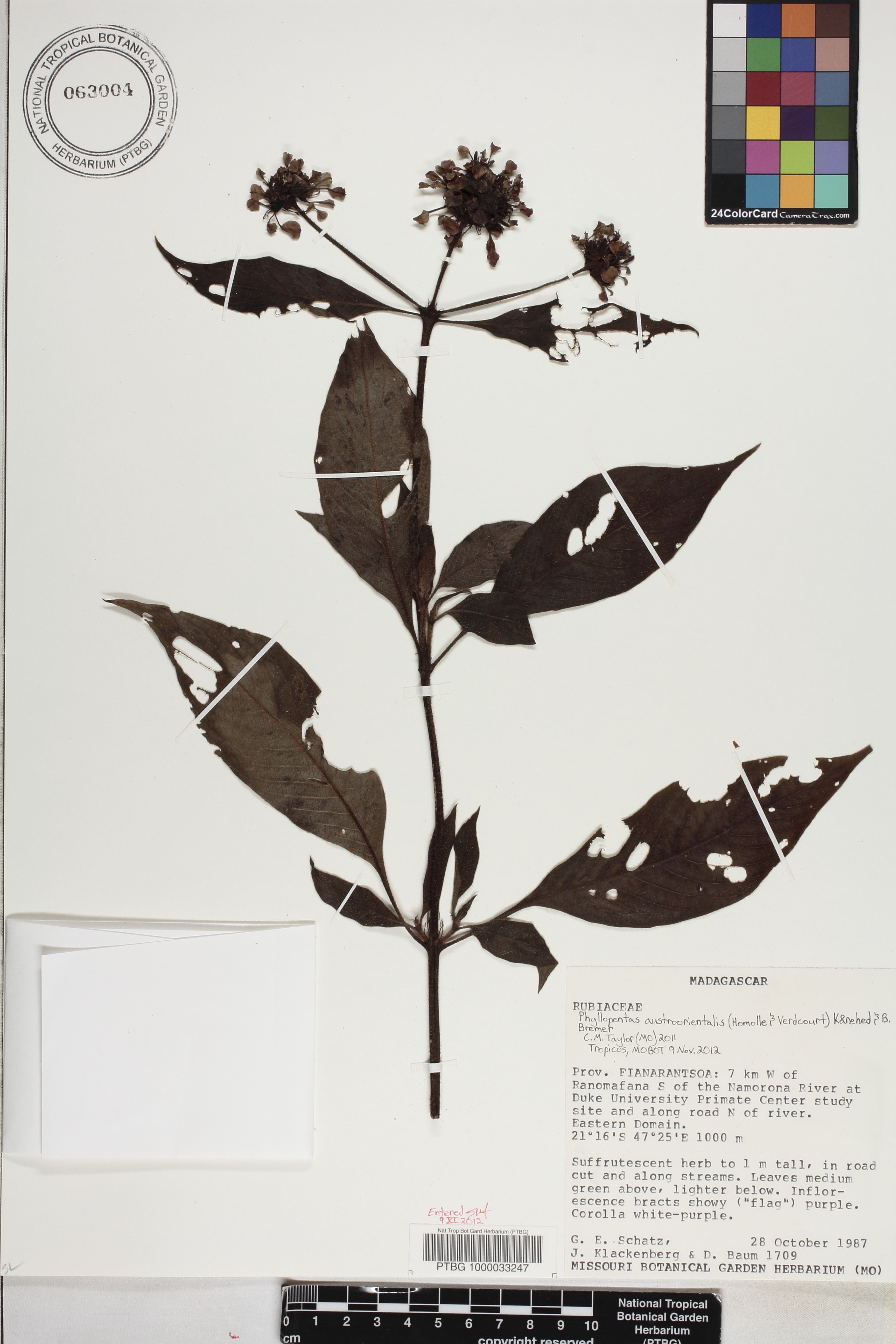 Phyllopentas austro-orientalis image