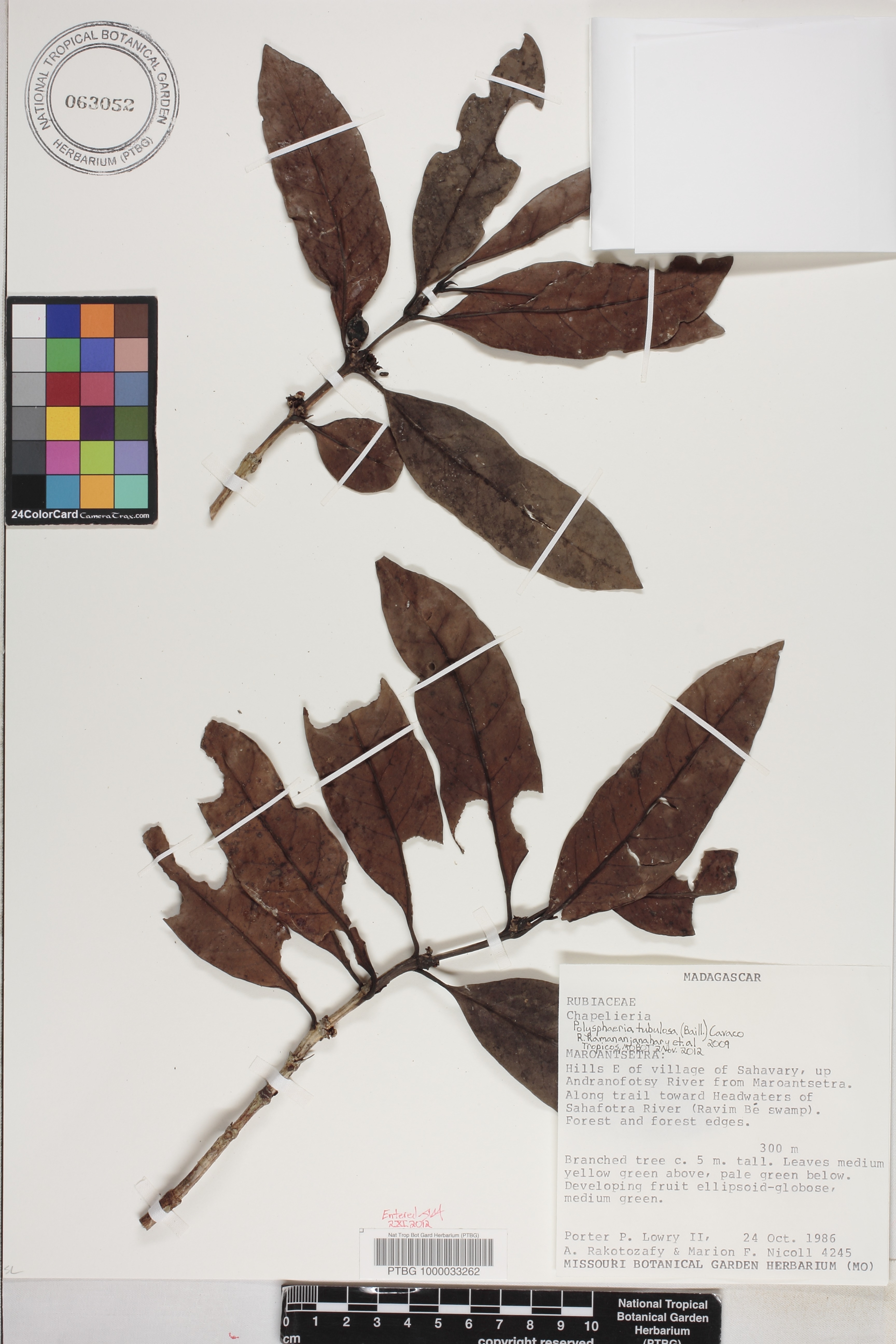 Polysphaeria tubulosa image