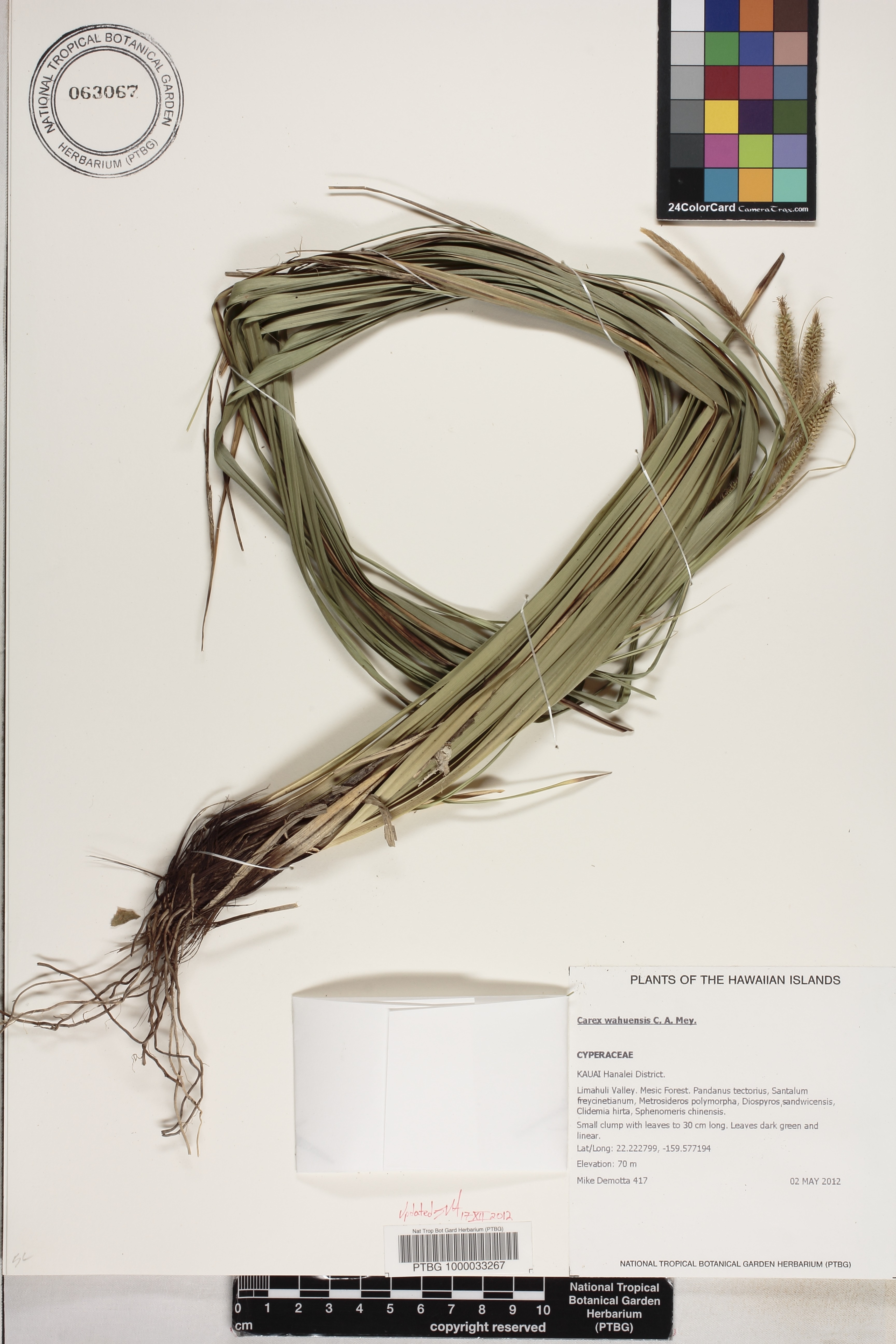Carex wahuensis image