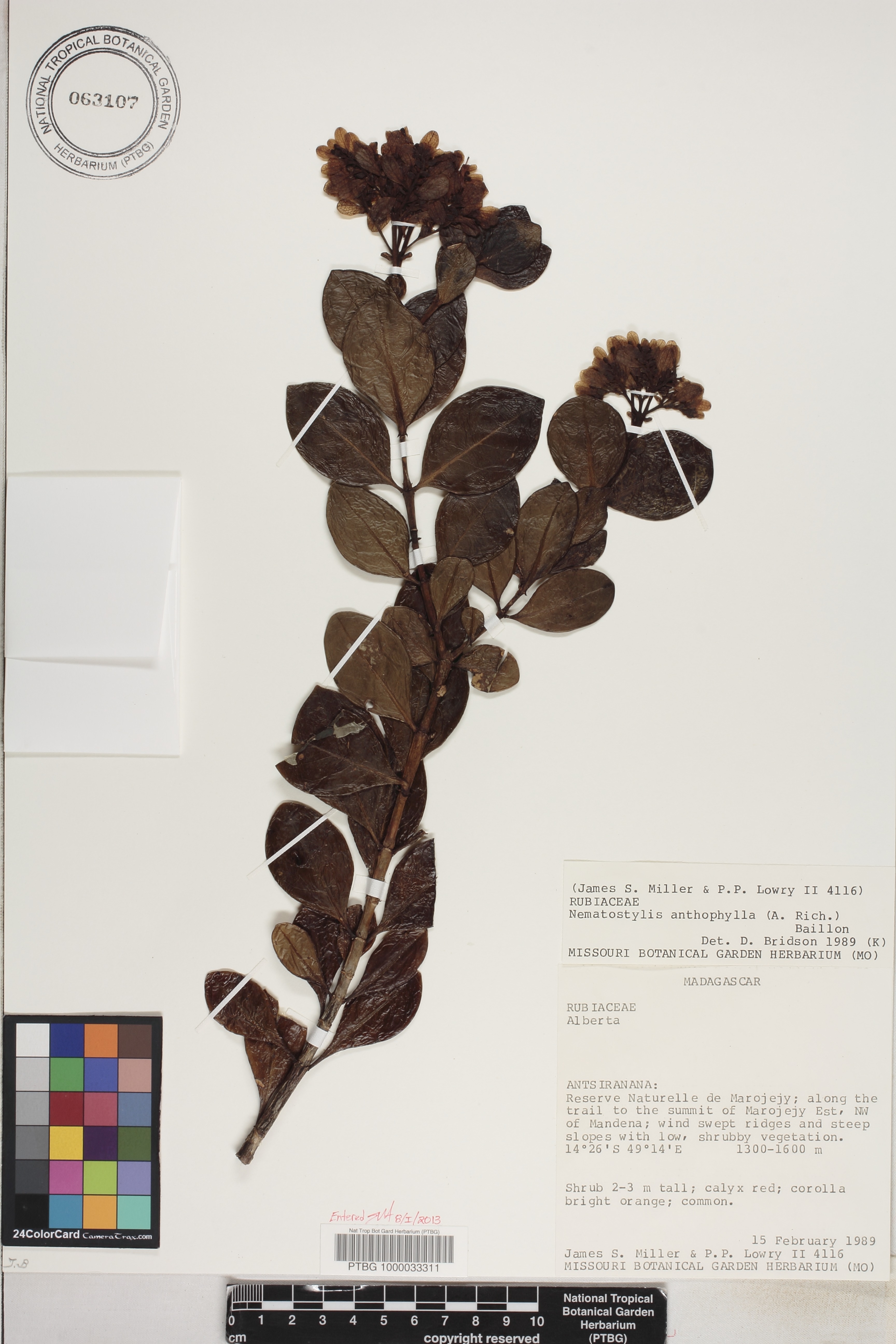 Nematostylis anthophylla image