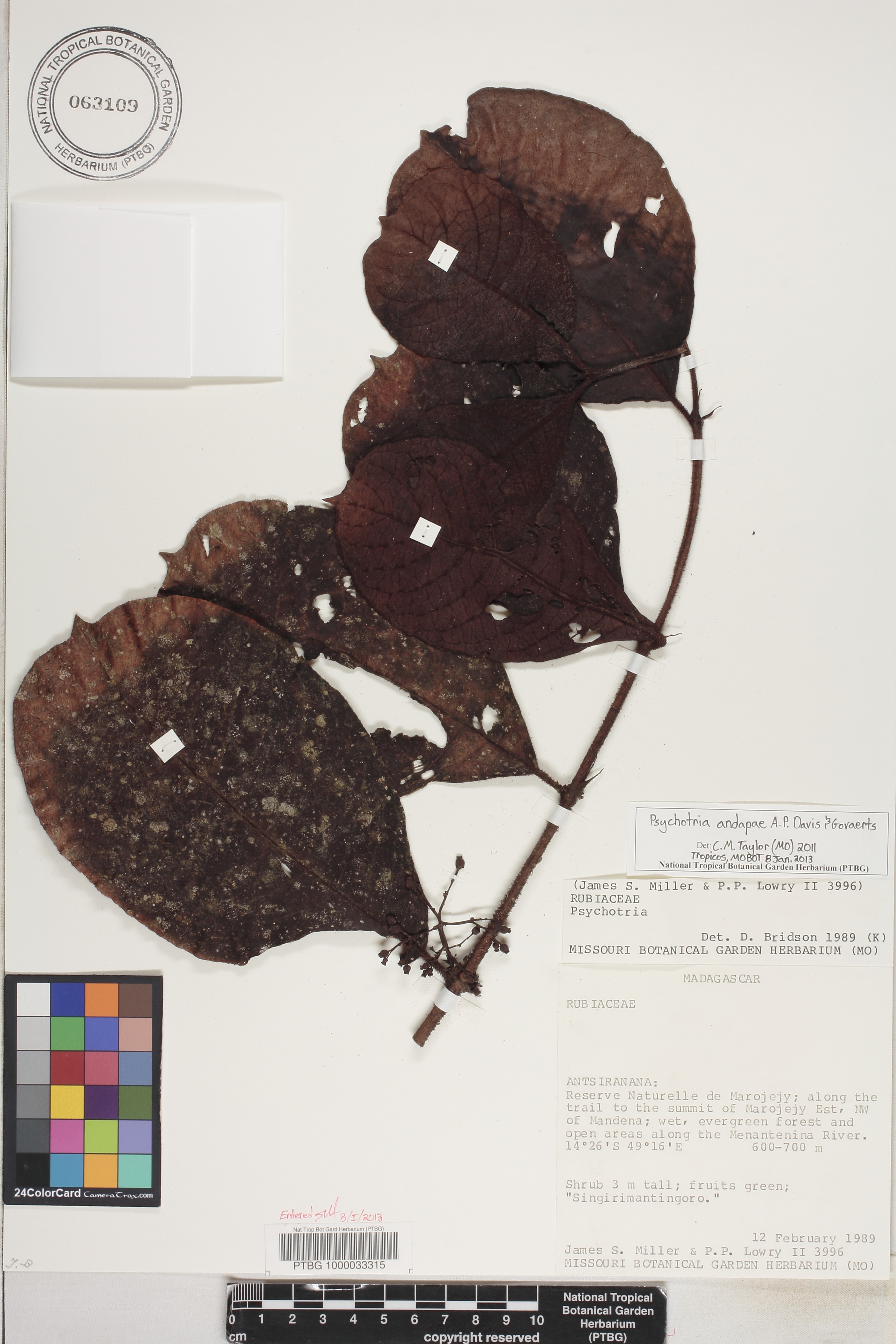 Psychotria andapae image
