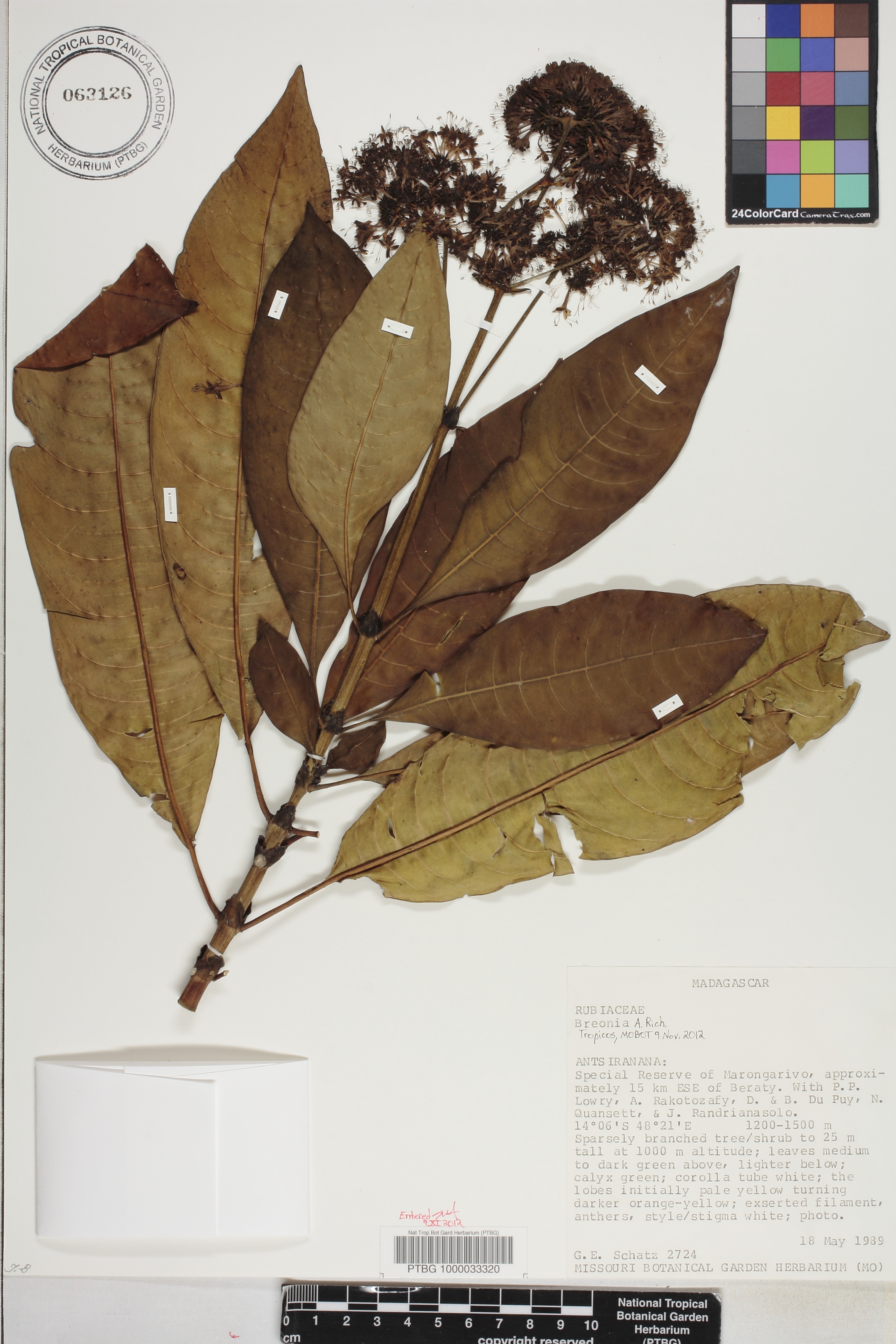 Breonia image