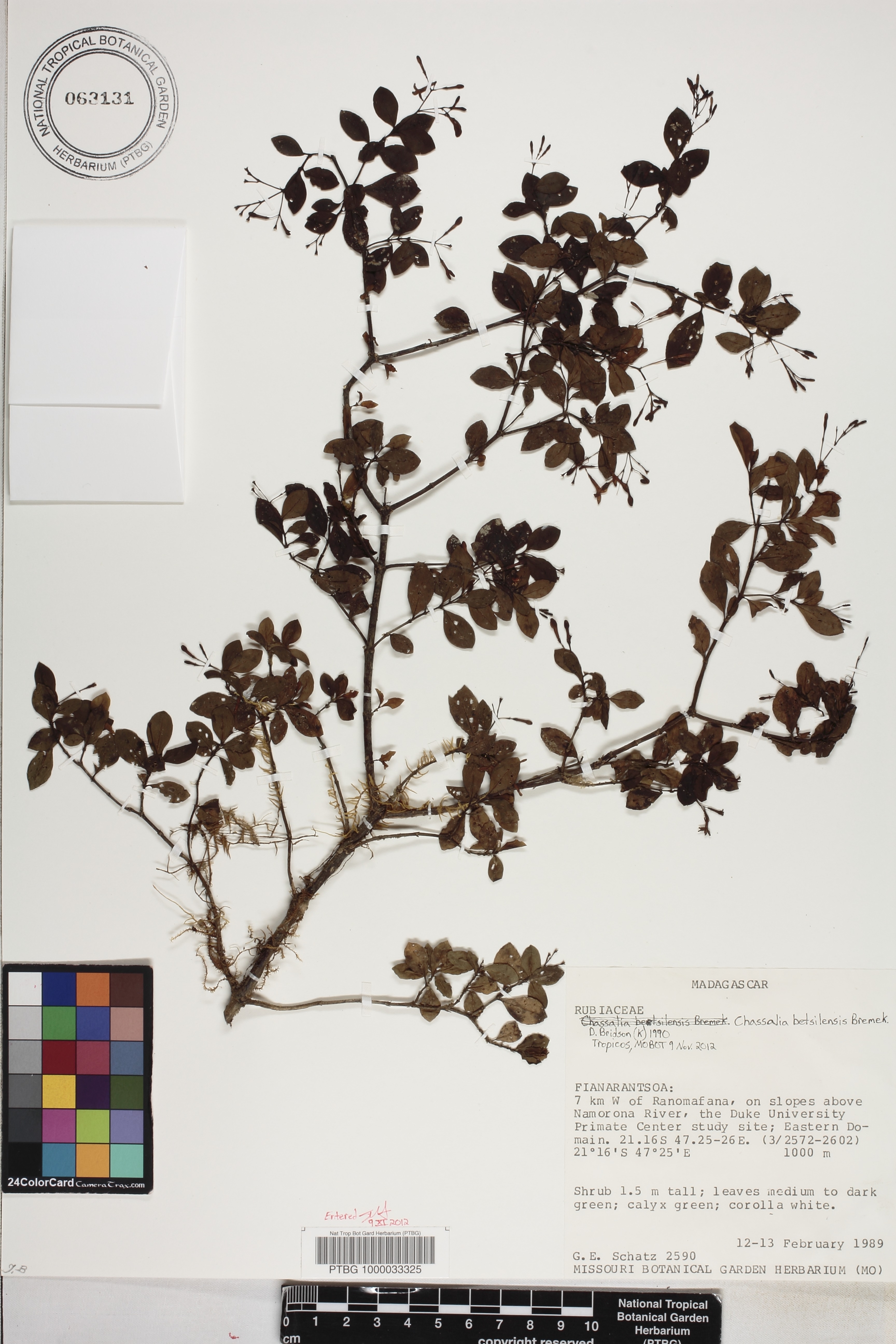 Chassalia betsilensis image