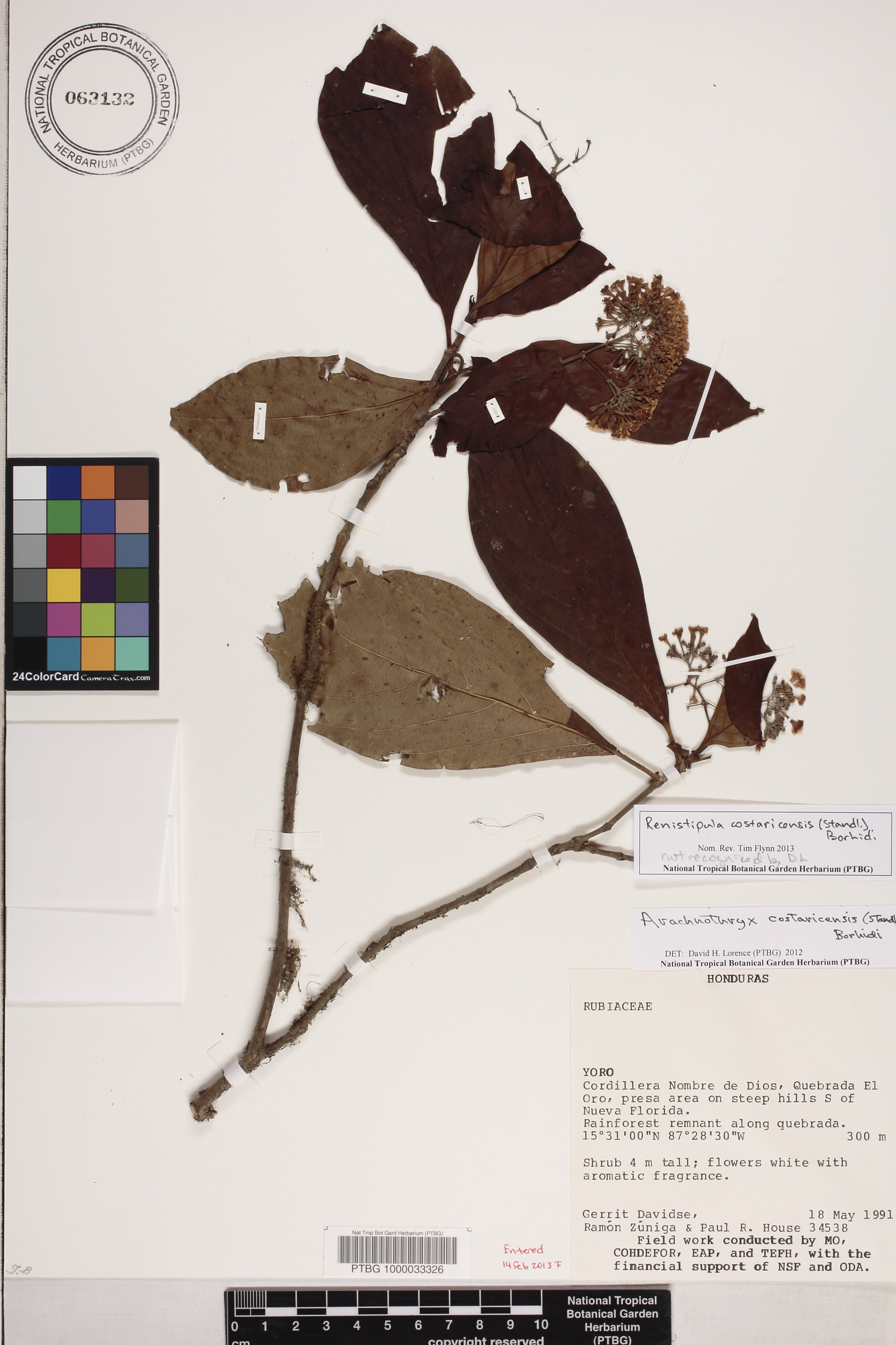 Arachnothryx costaricensis image