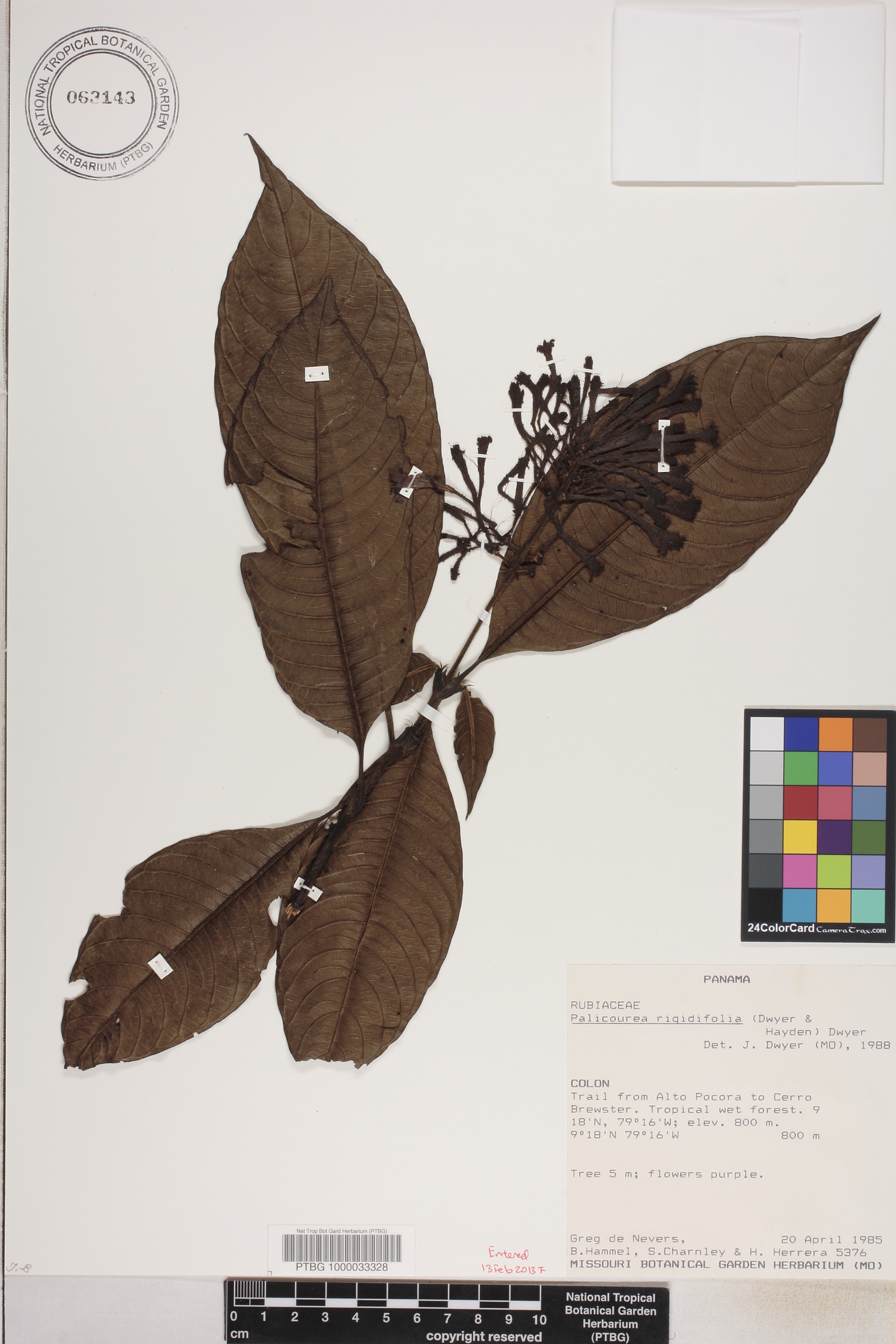 Palicourea rigidifolia image