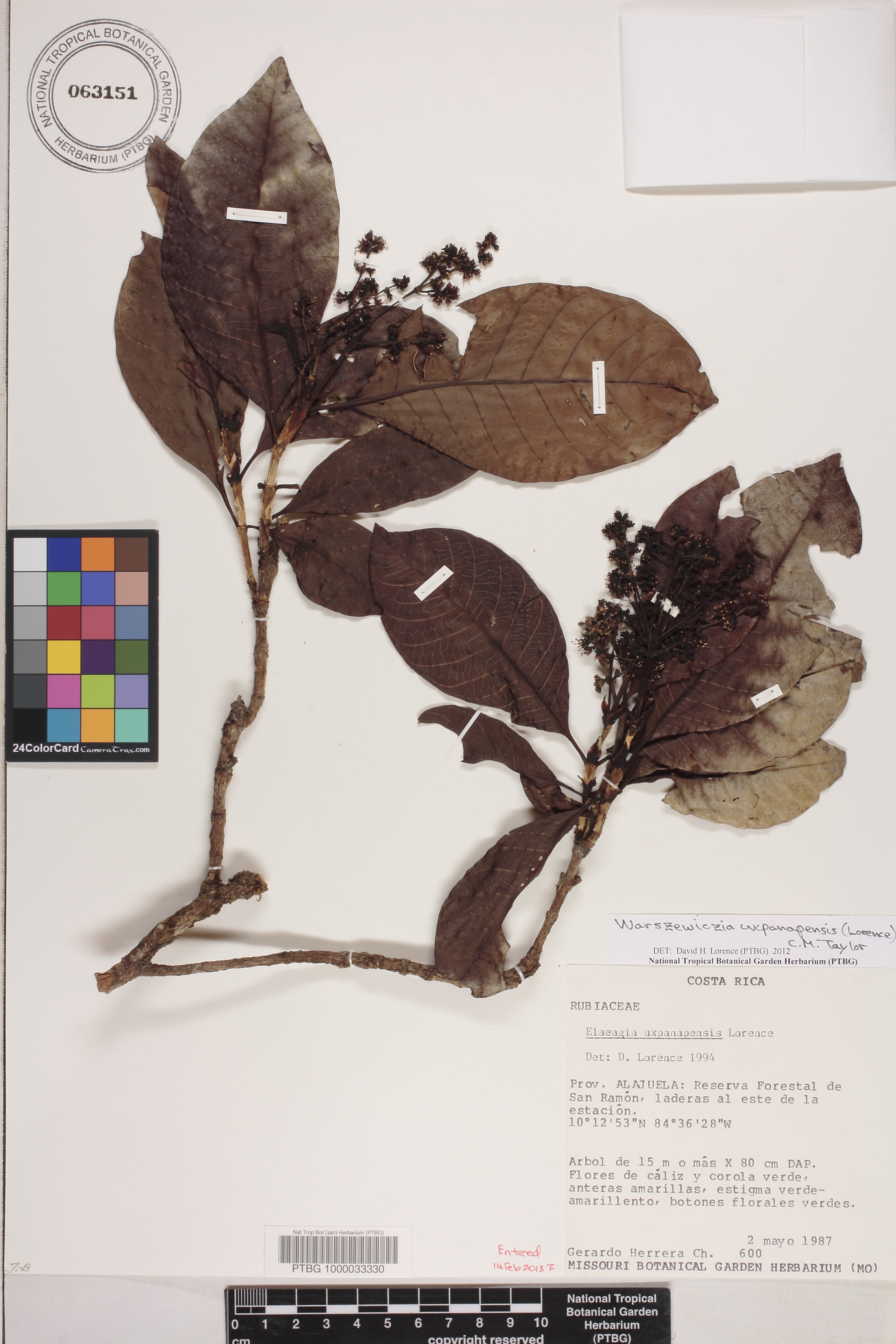 Warszewiczia uxpanapensis image