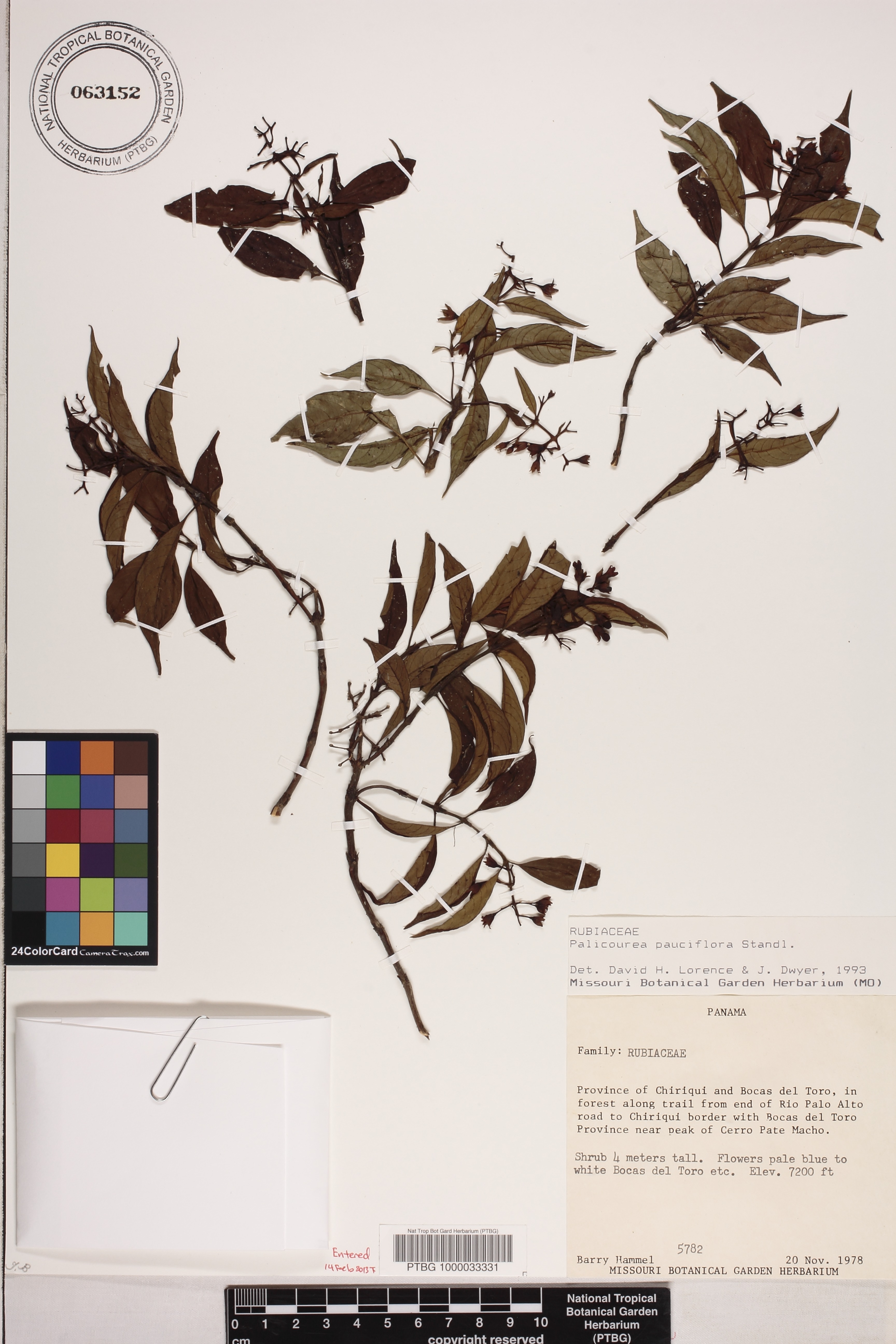 Palicourea pauciflora image