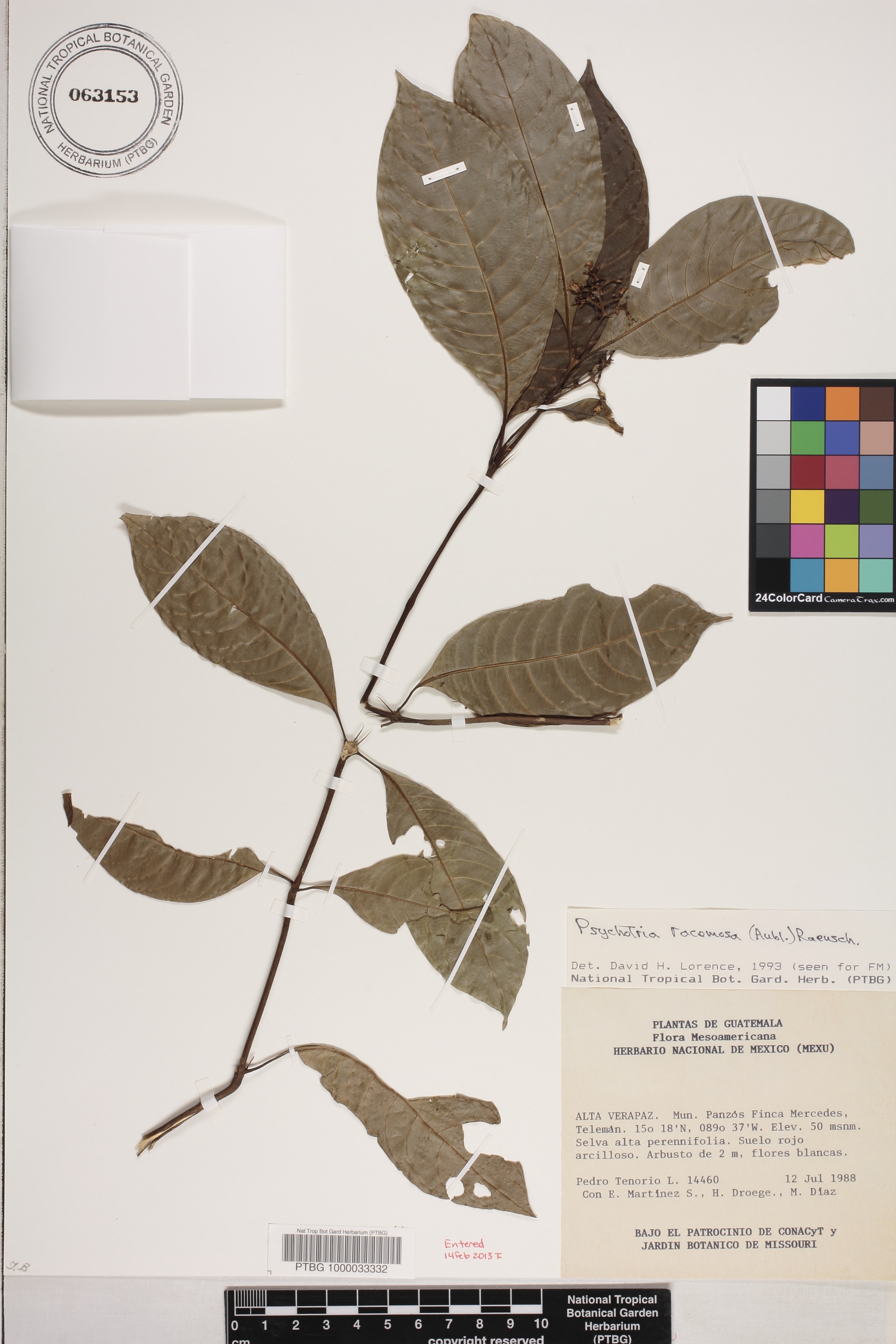 Palicourea racemosa image