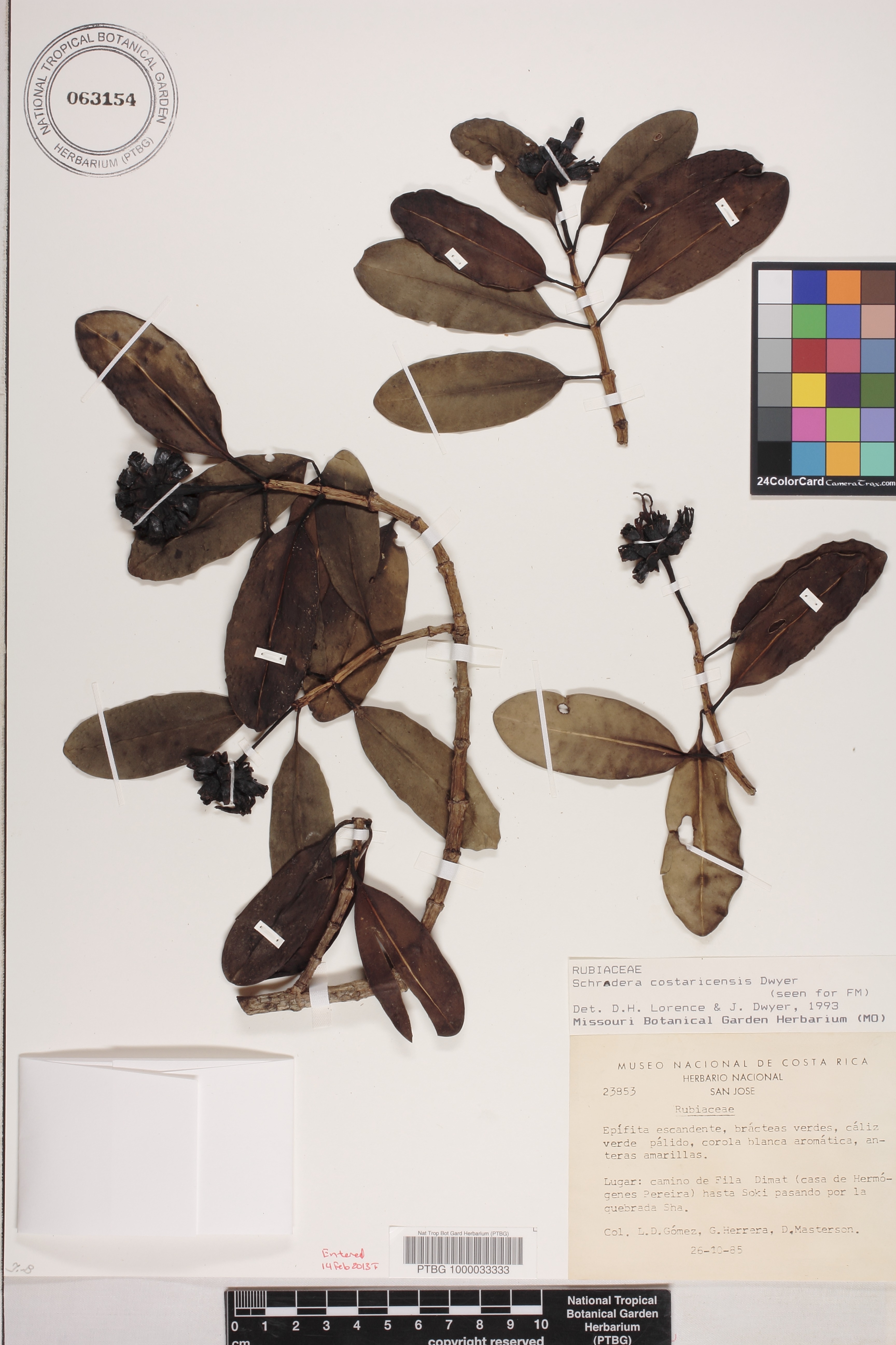Schradera costaricensis image